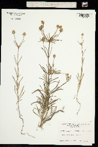 Image of Plantago psyllium