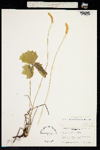 Achlys triphylla image