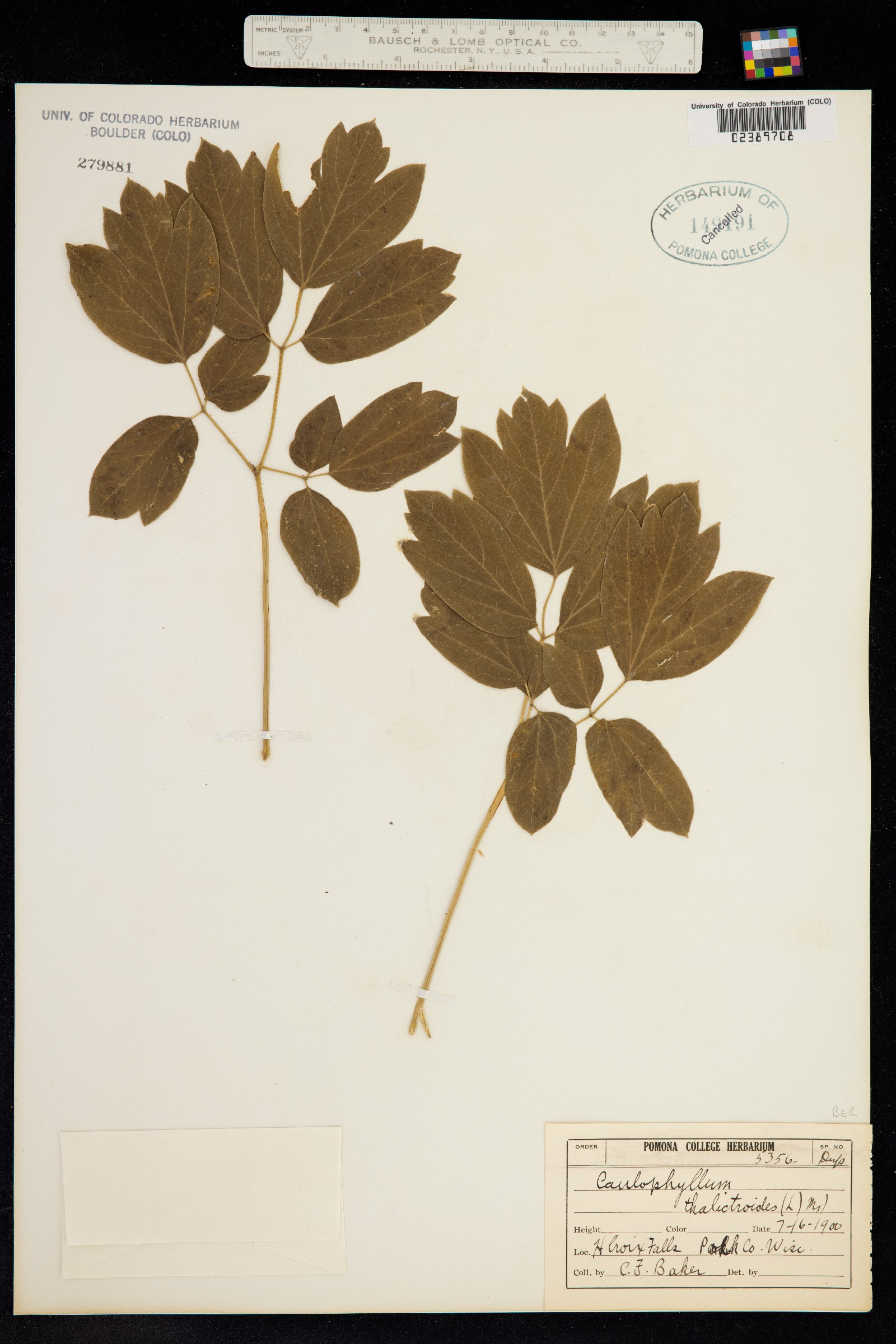 Caulophyllum thalictroides image