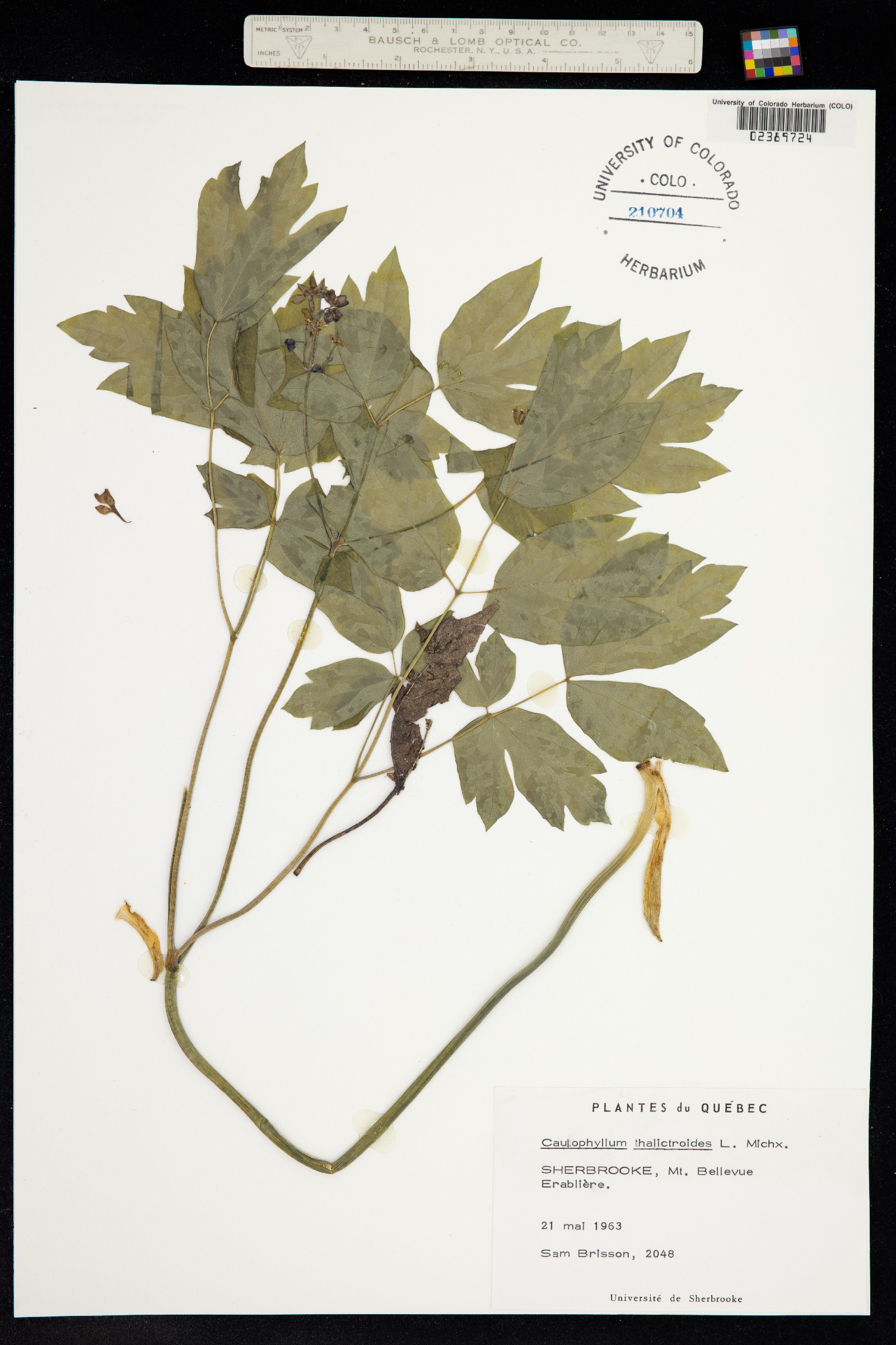 Caulophyllum thalictroides image