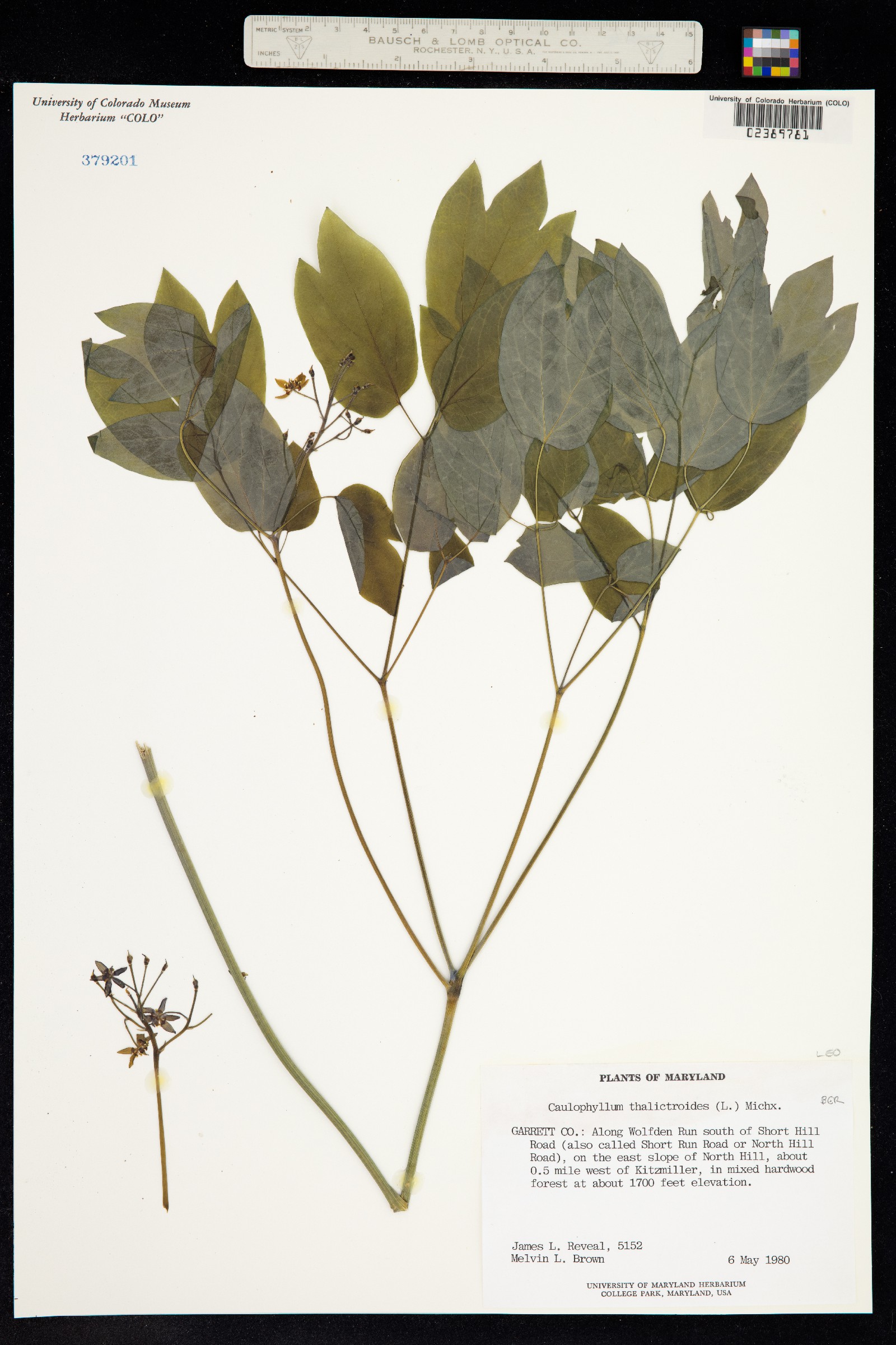 Caulophyllum image