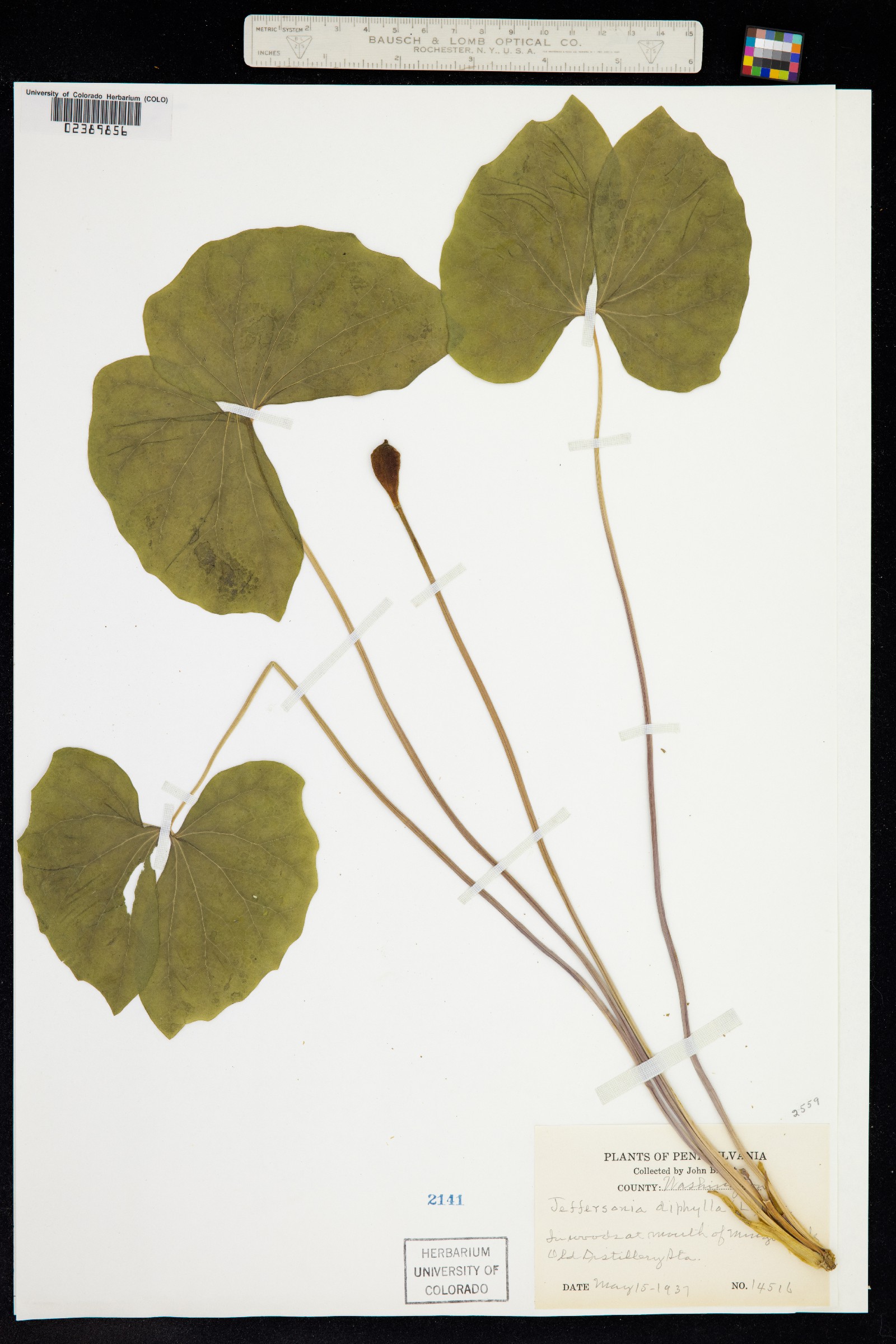 Jeffersonia diphylla image