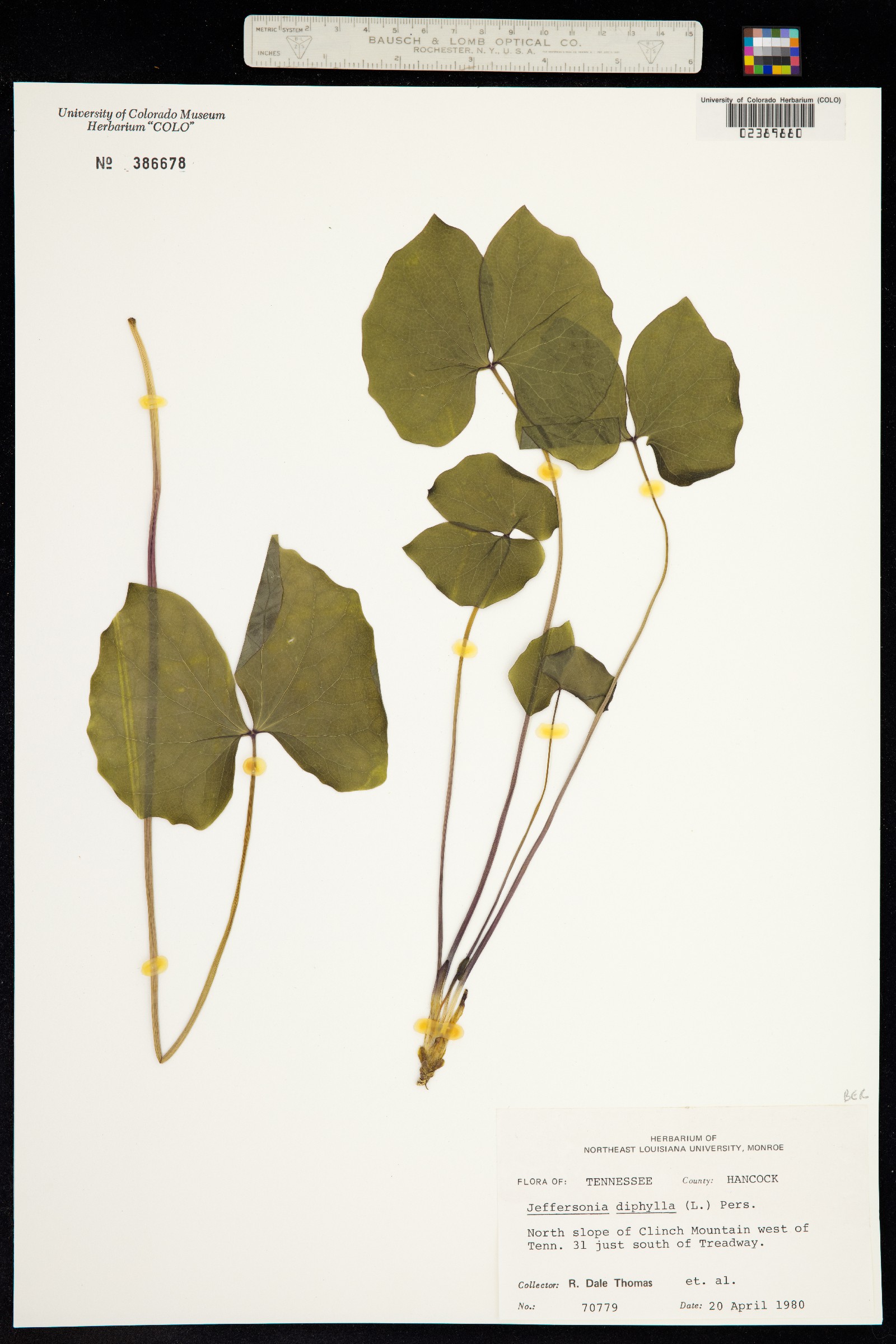 Jeffersonia diphylla image