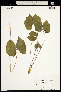 Image of Jeffersonia diphylla
