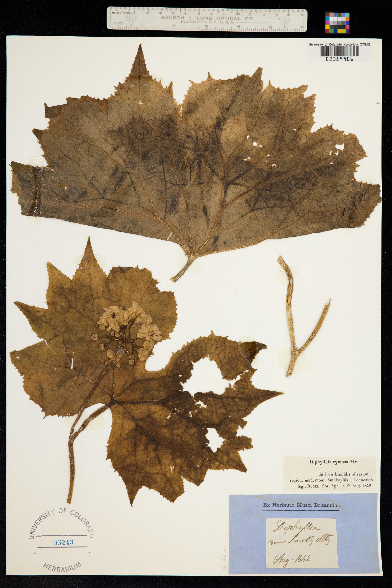 Diphylleia cymosa image