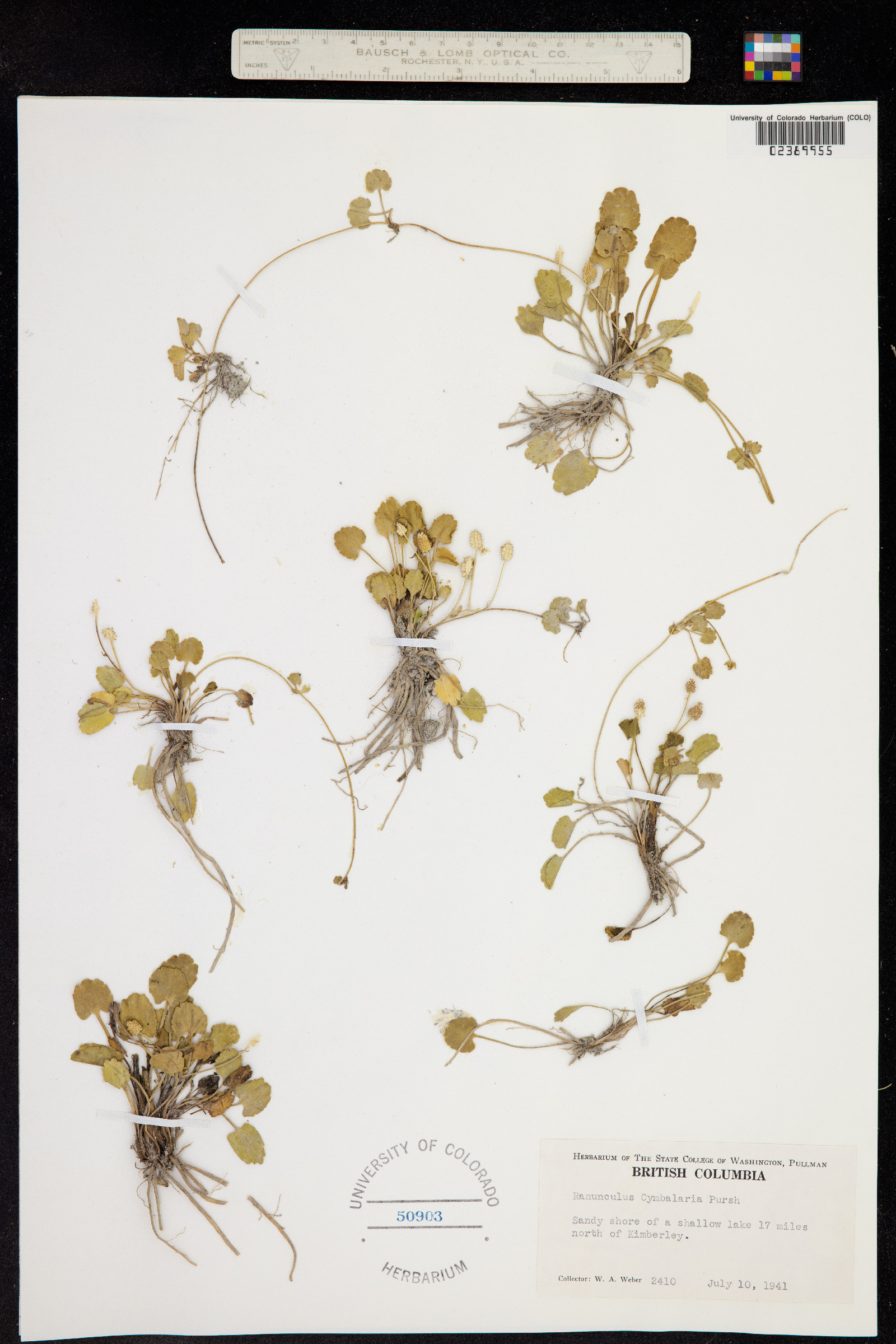 Ranunculus cymbalaria image