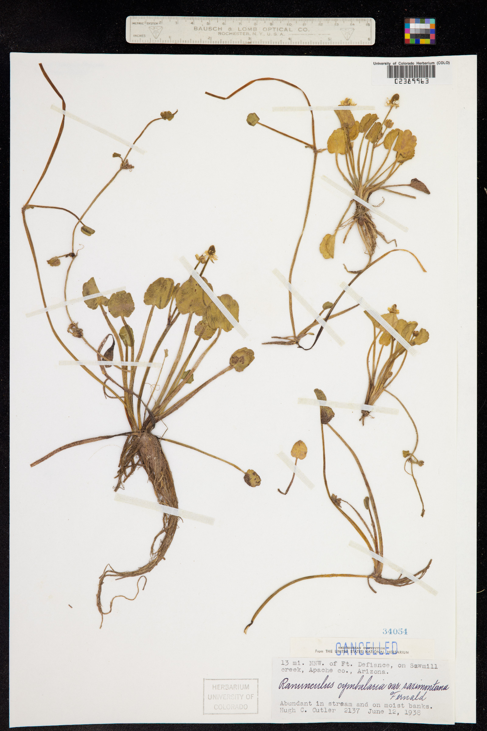 Ranunculus cymbalaria image