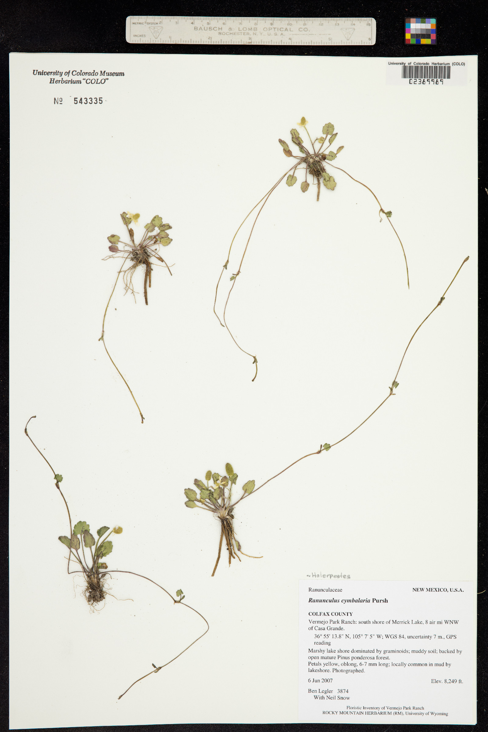 Ranunculus cymbalaria image