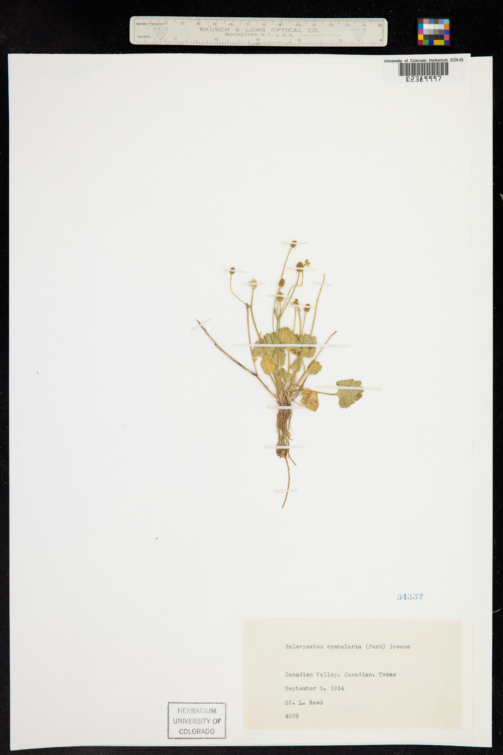 Ranunculus cymbalaria image