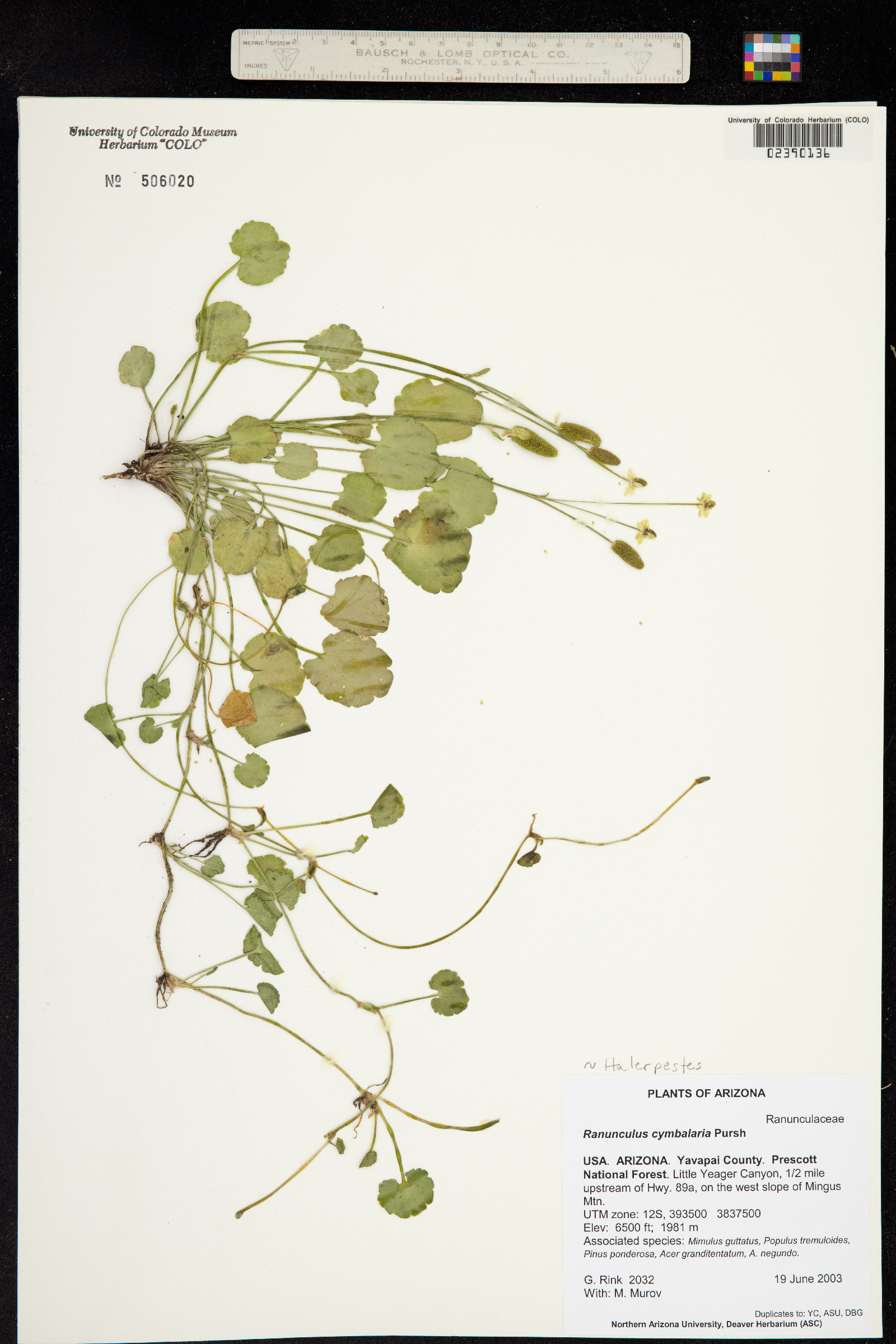 Ranunculus cymbalaria image