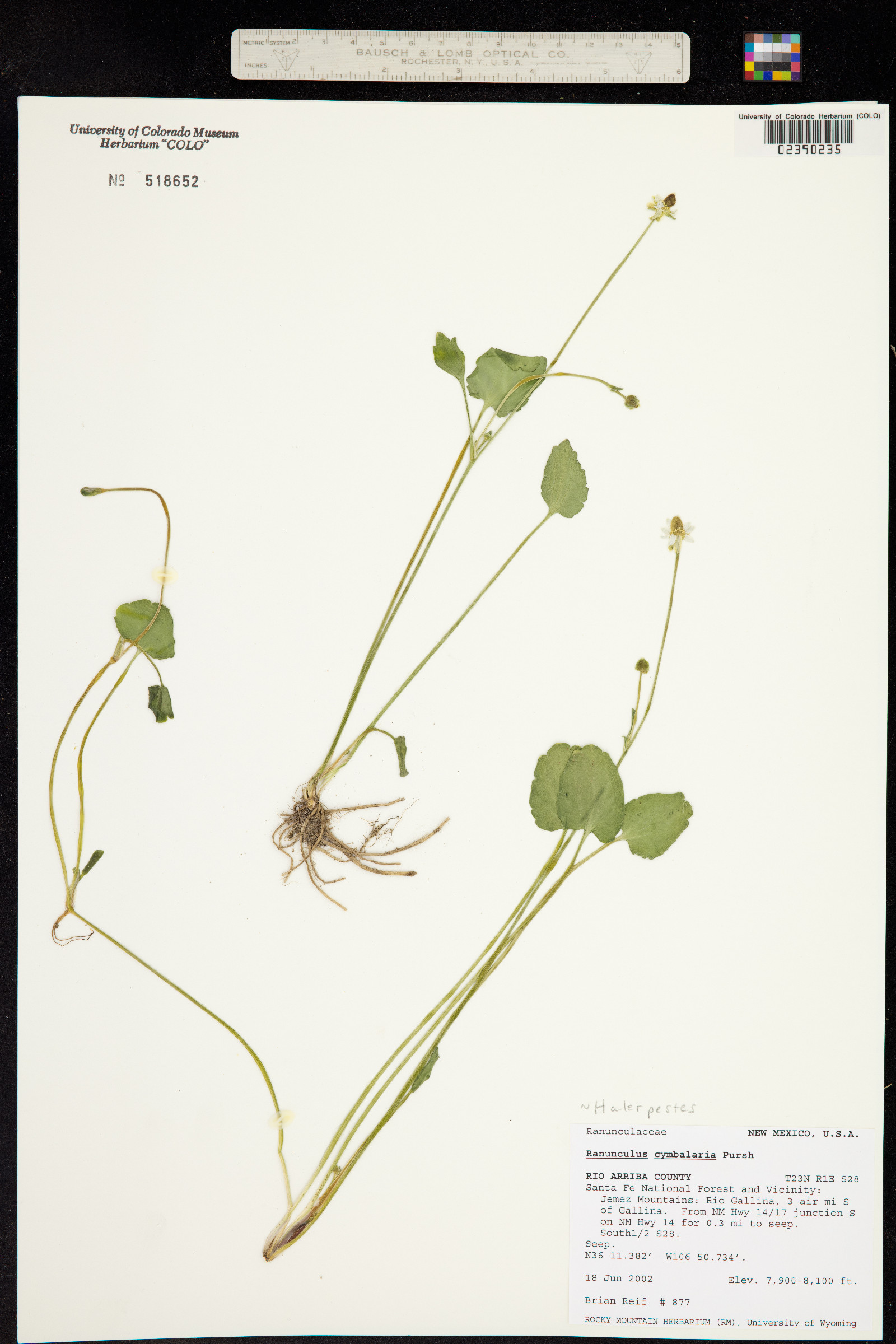 Ranunculus cymbalaria image