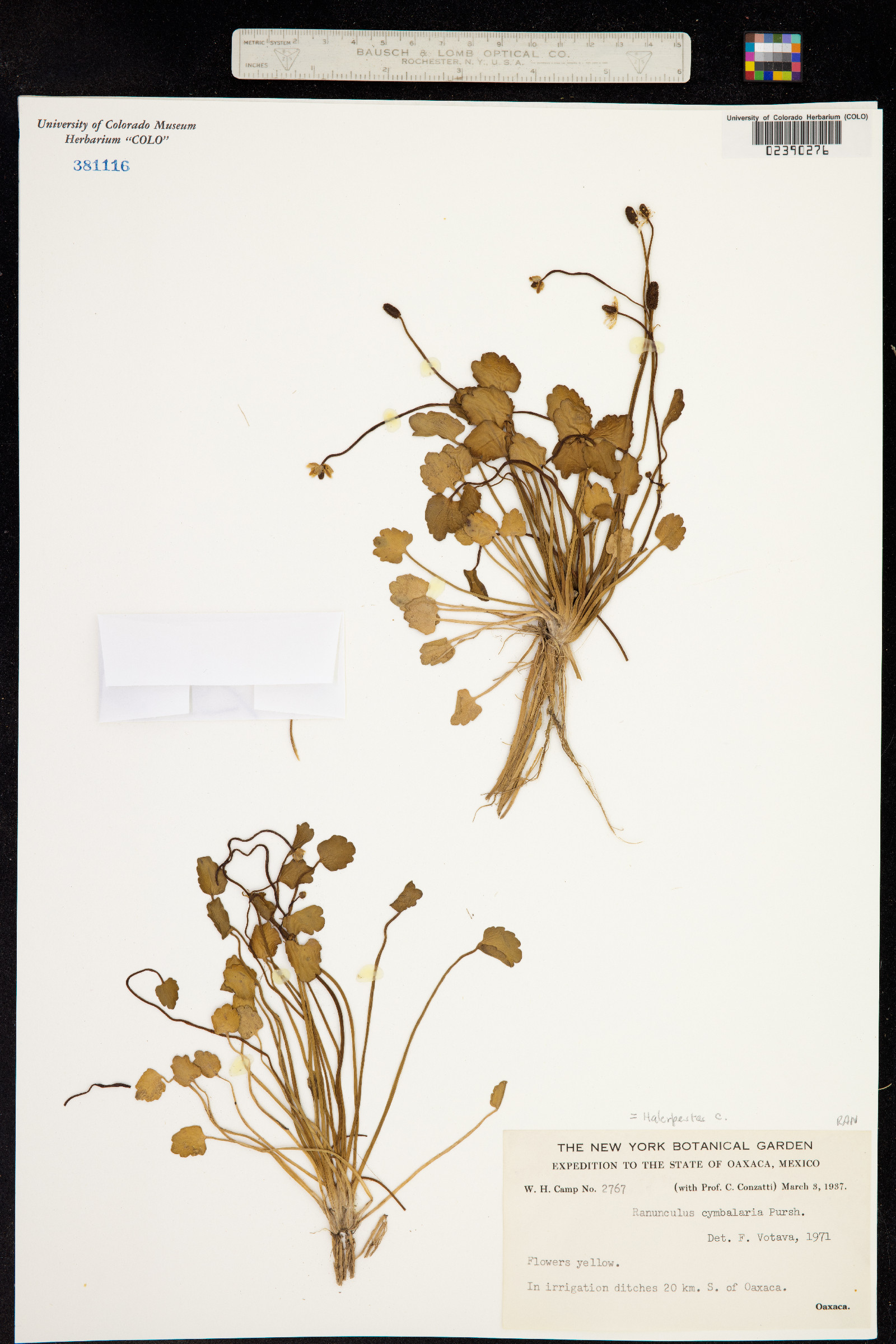 Ranunculus cymbalaria image