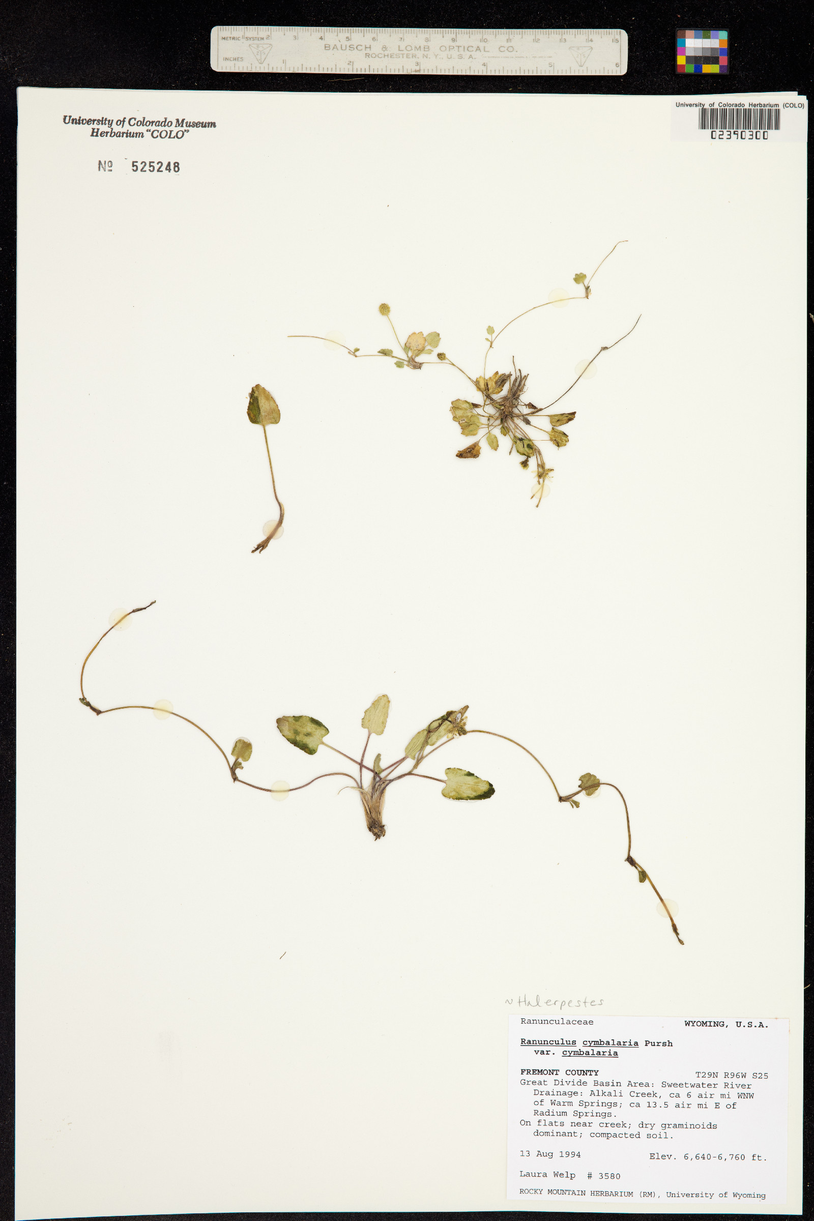 Ranunculus cymbalaria image