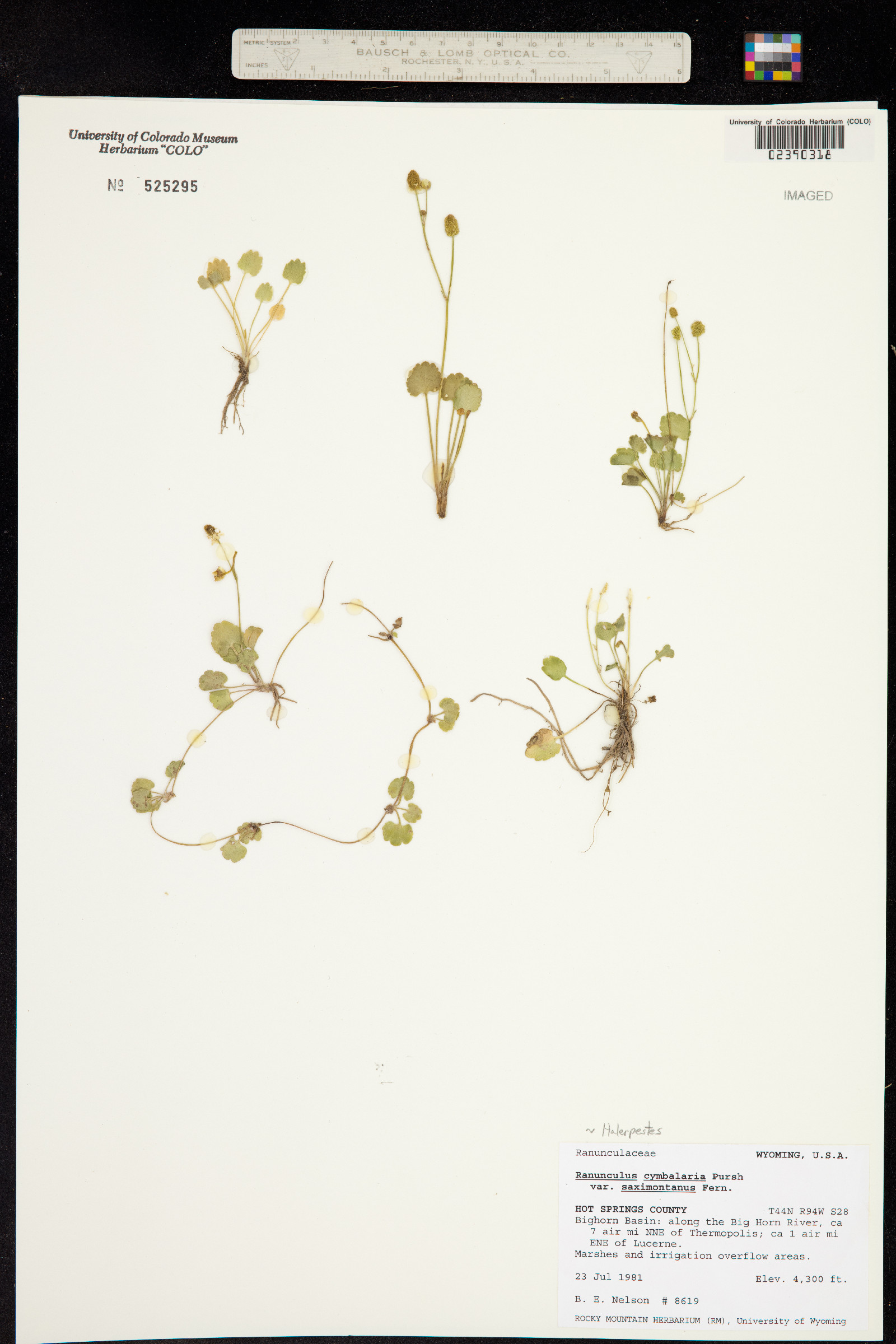 Ranunculus cymbalaria image