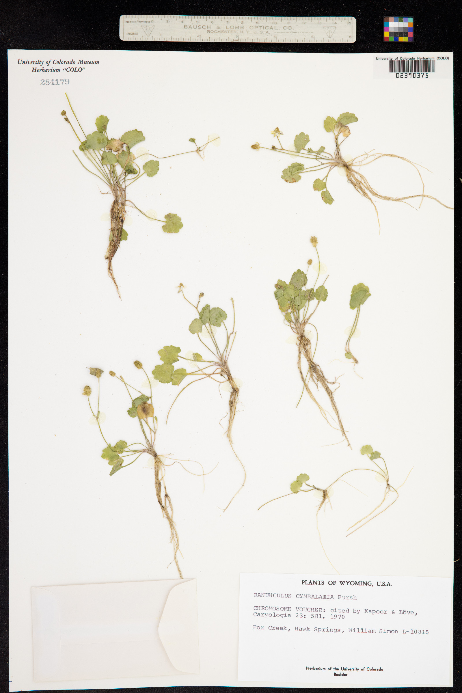 Ranunculus cymbalaria image