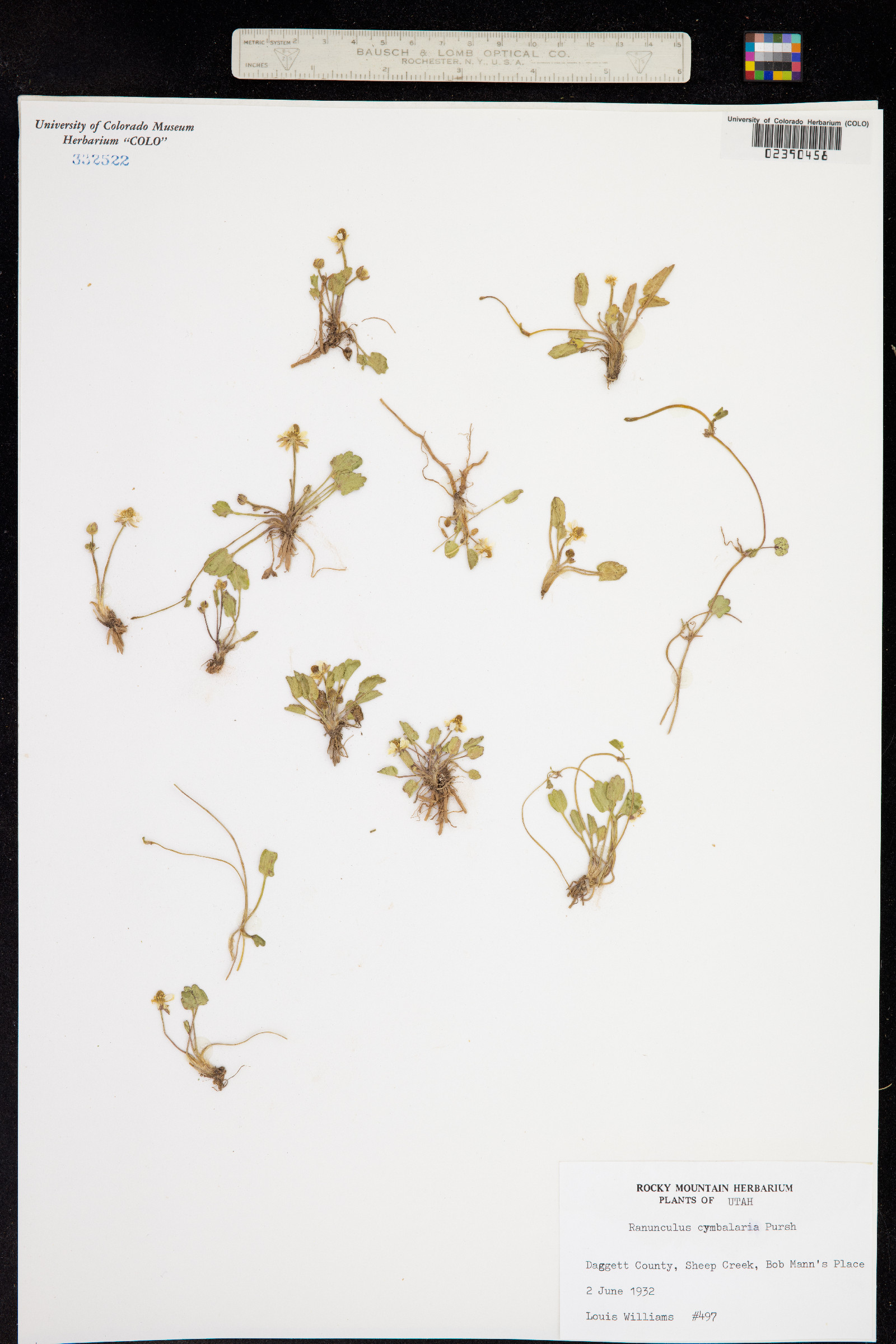 Ranunculus cymbalaria image
