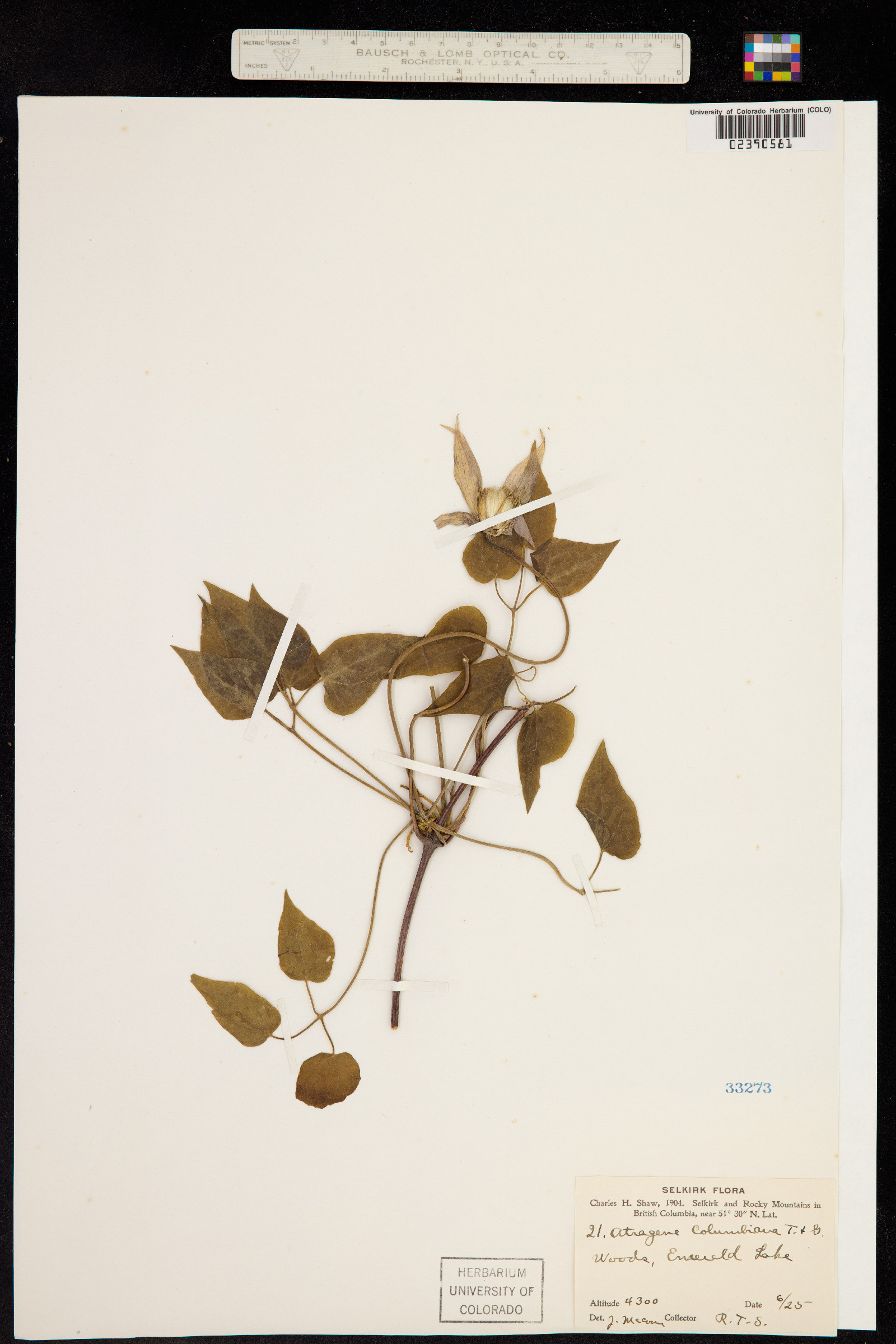 Atragene occidentalis image