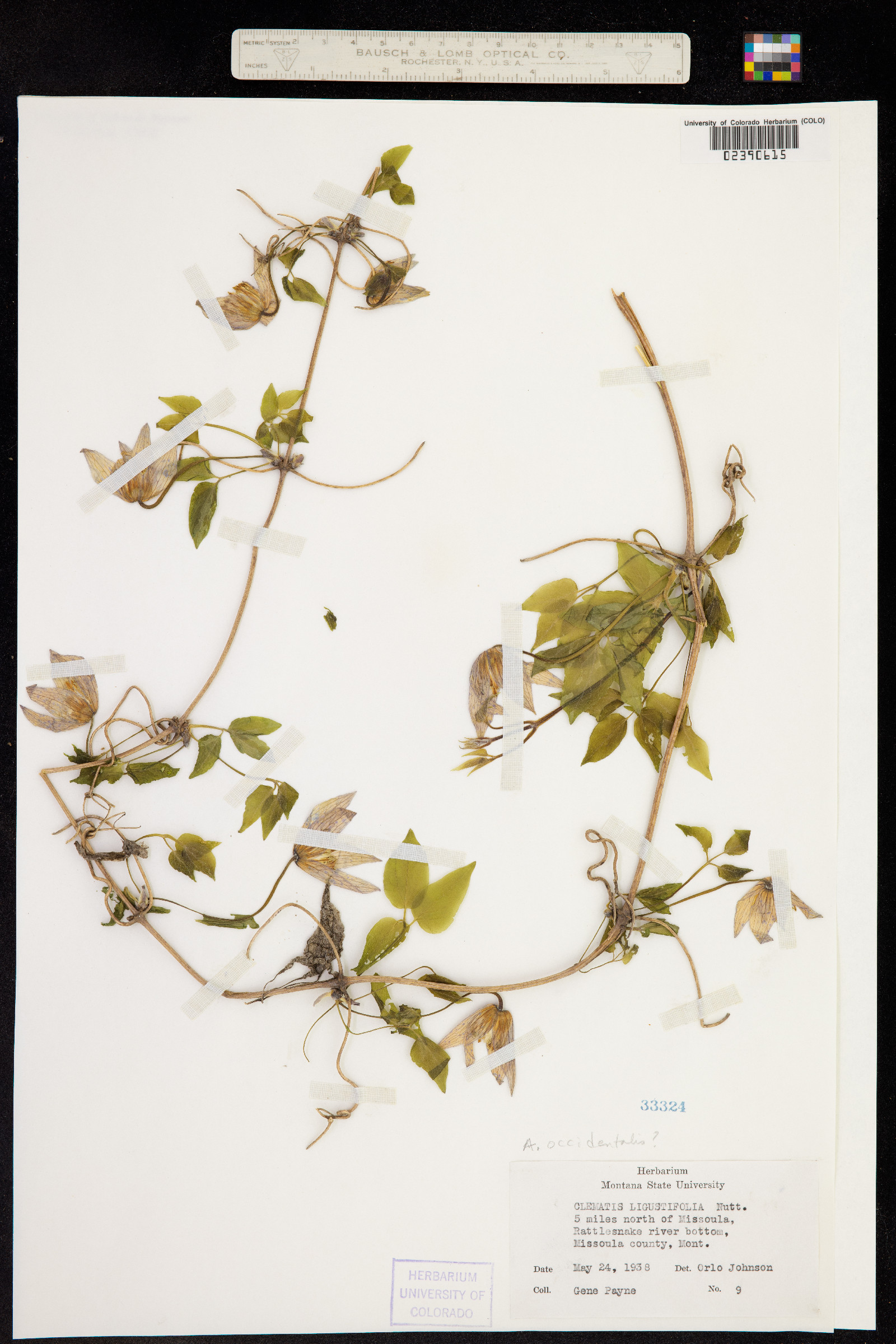 Clematis occidentalis var. occidentalis image