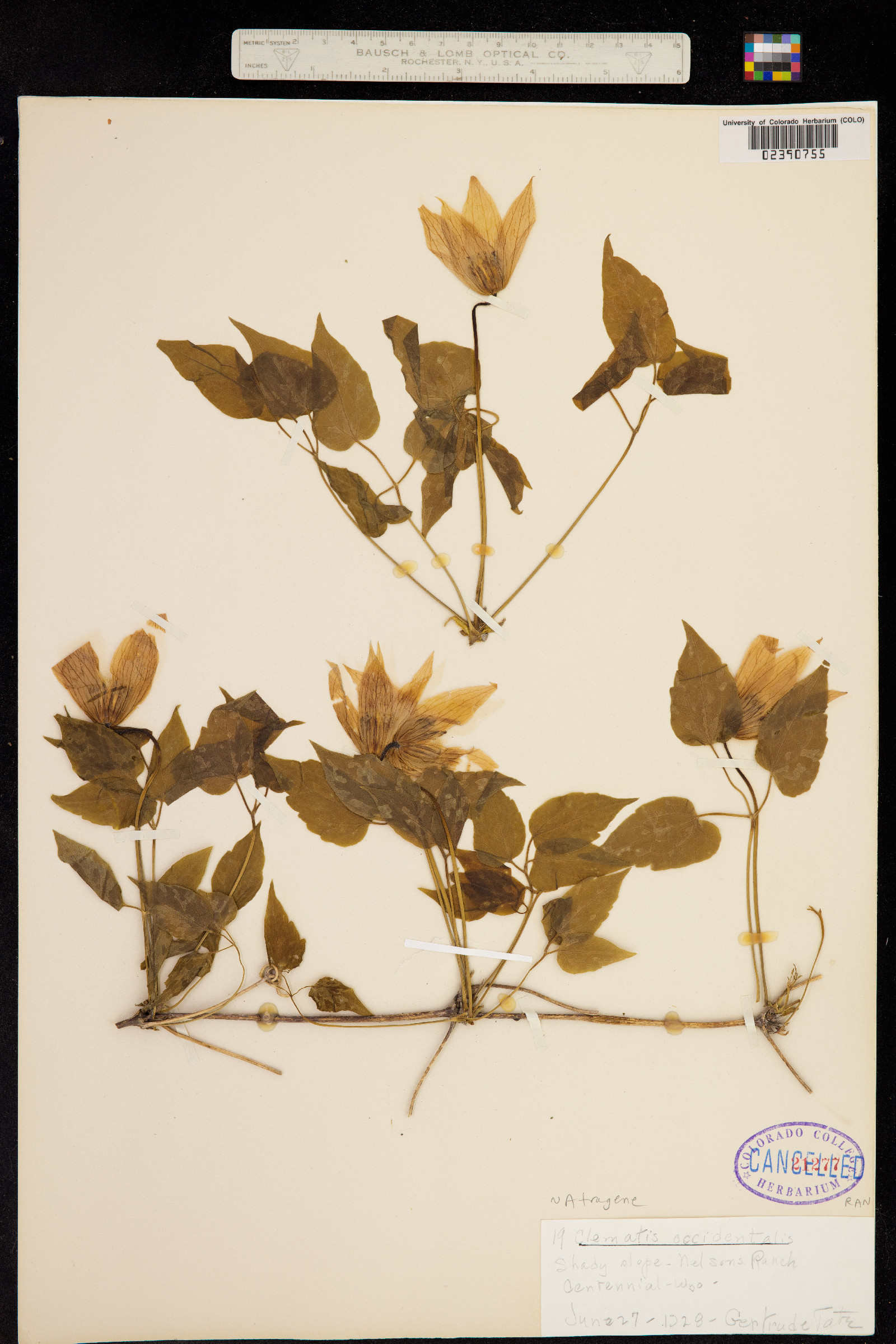 Atragene occidentalis image