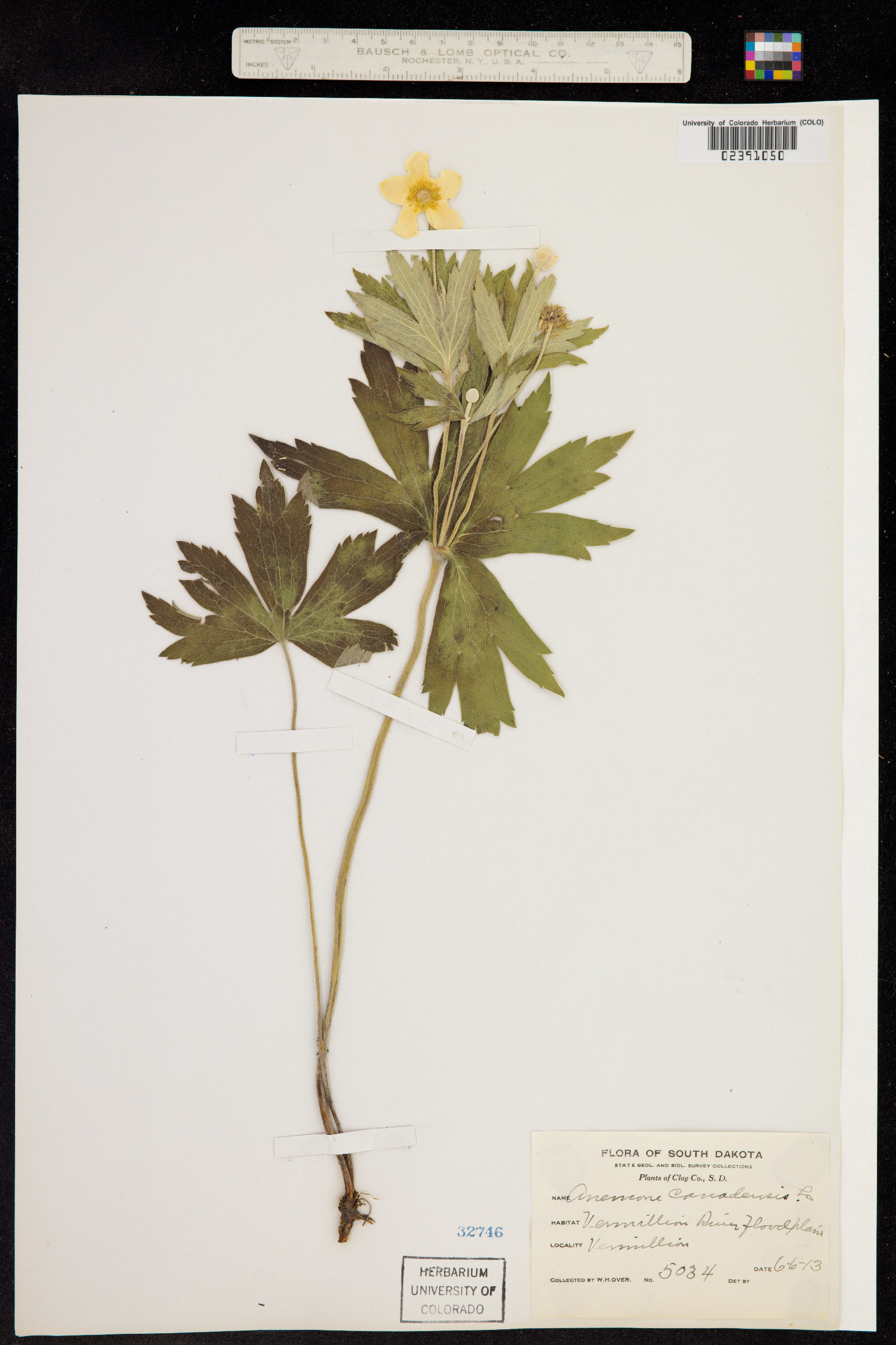 Anemone canadensis image