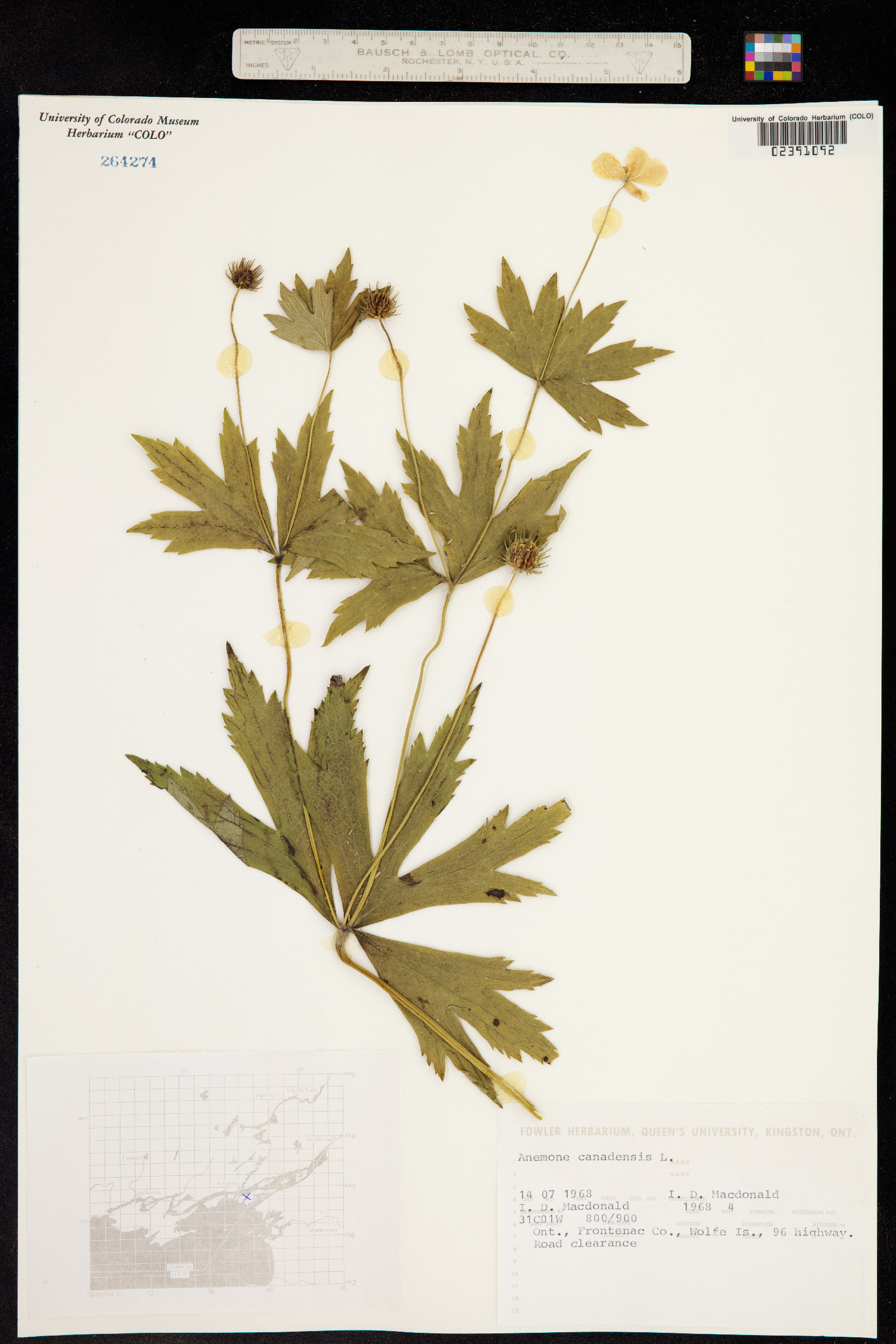 Anemone canadensis image