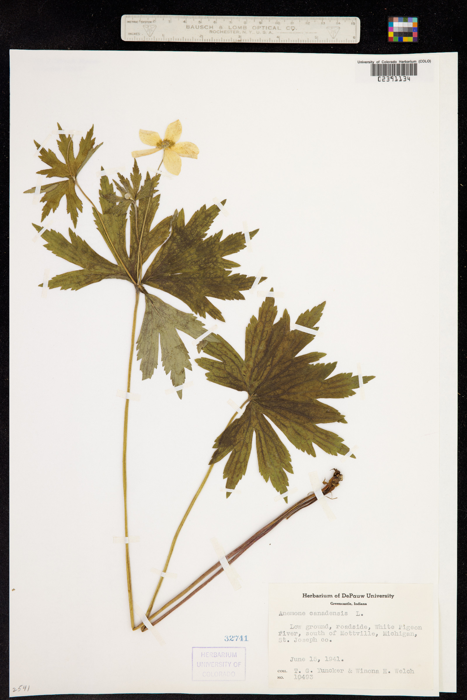 Anemone canadensis image