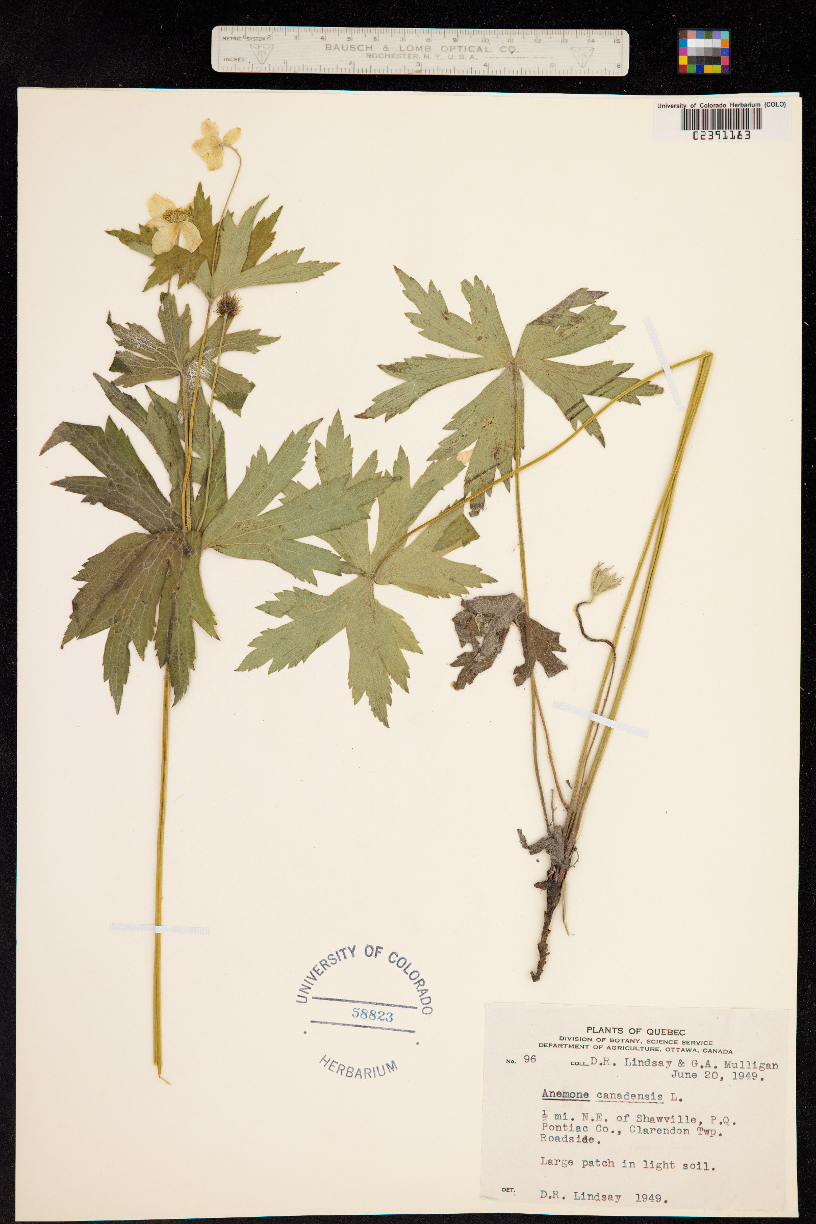 Anemone canadensis image