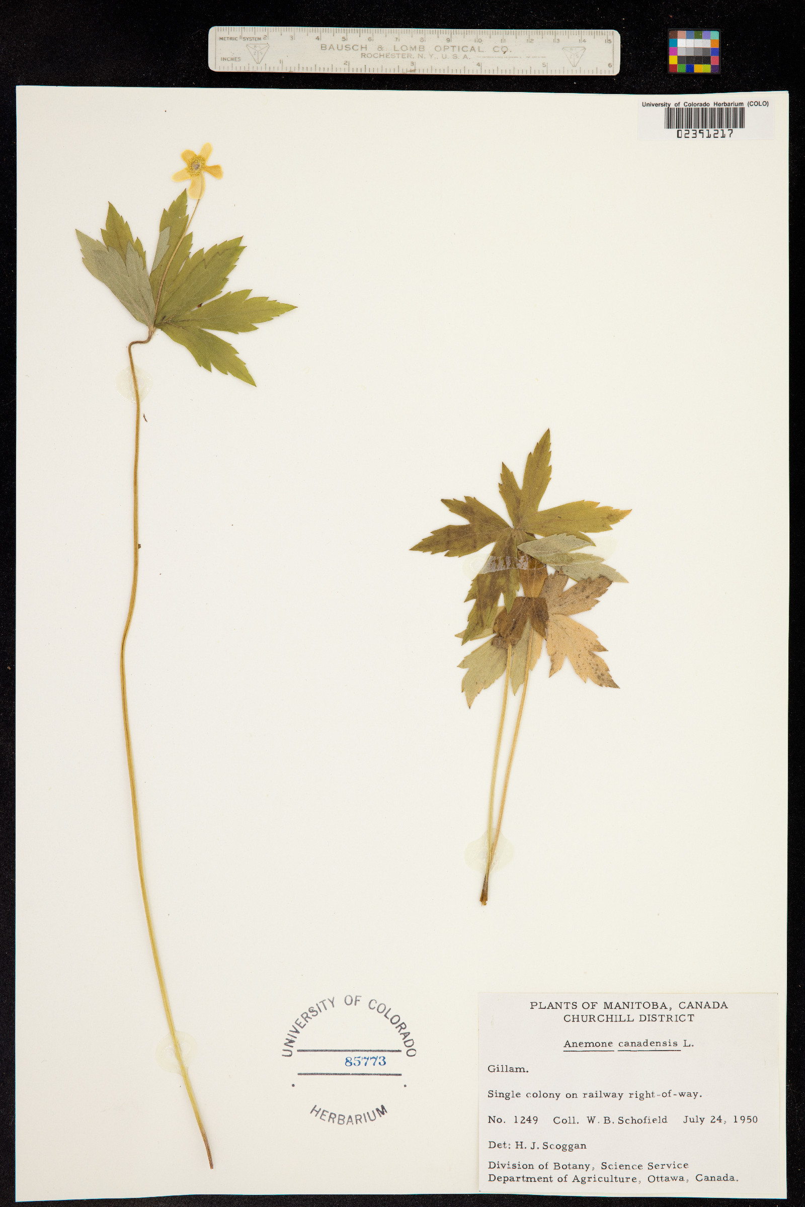 Anemone canadensis image