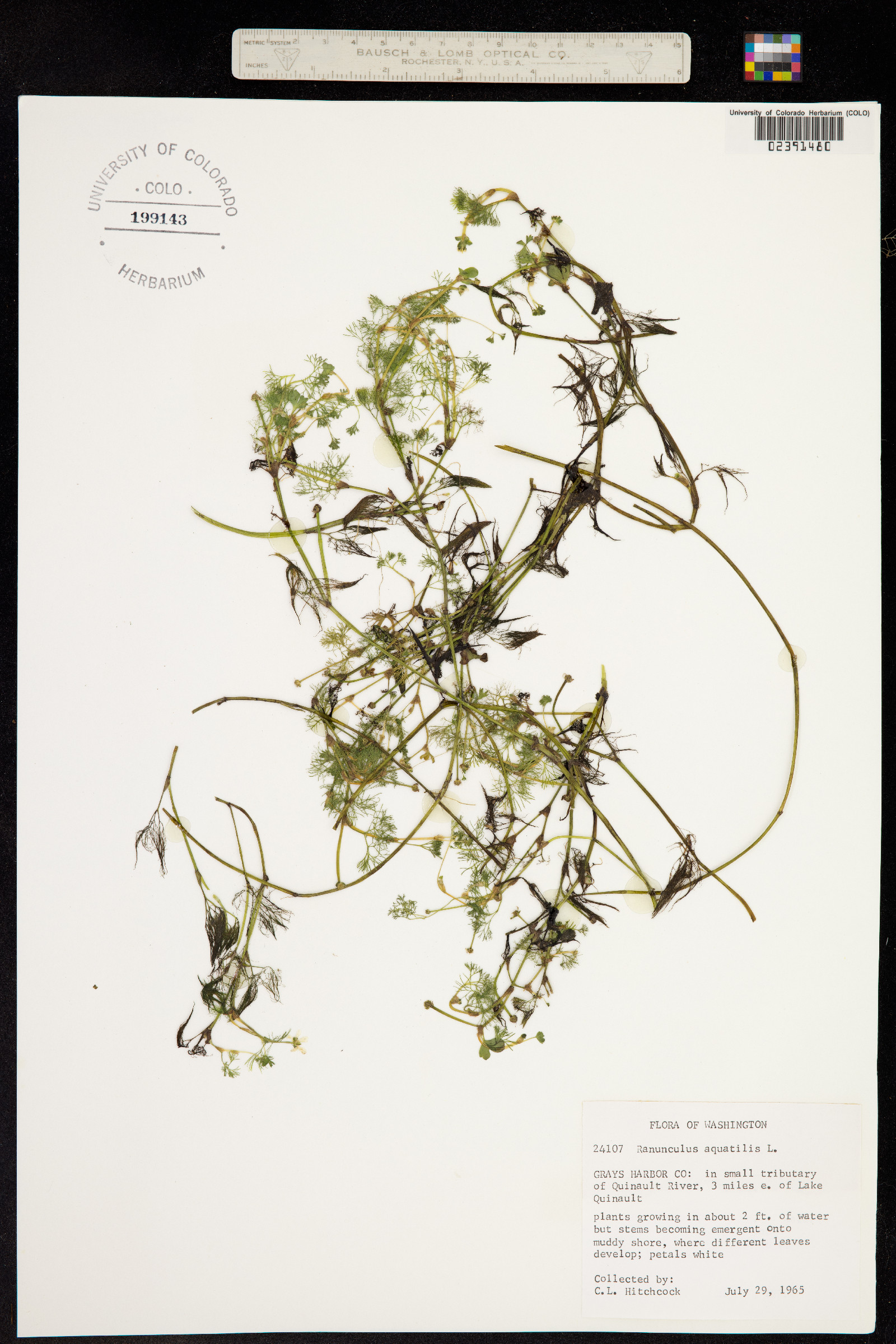 Ranunculus aquatilis var. aquatilis image