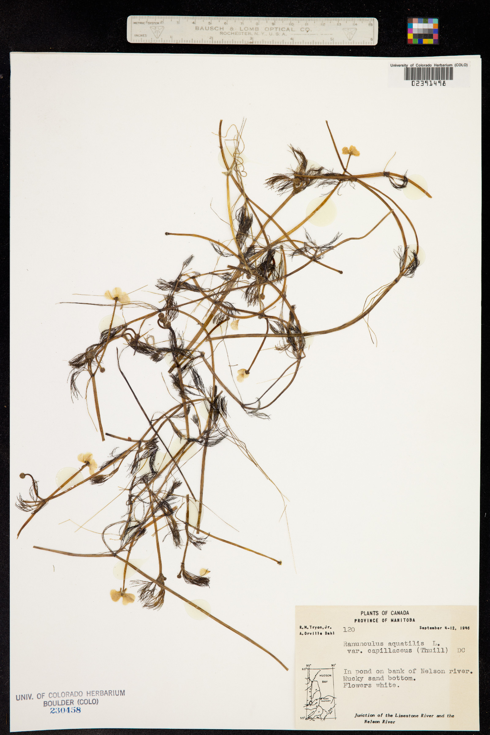 Ranunculus aquatilis var. aquatilis image