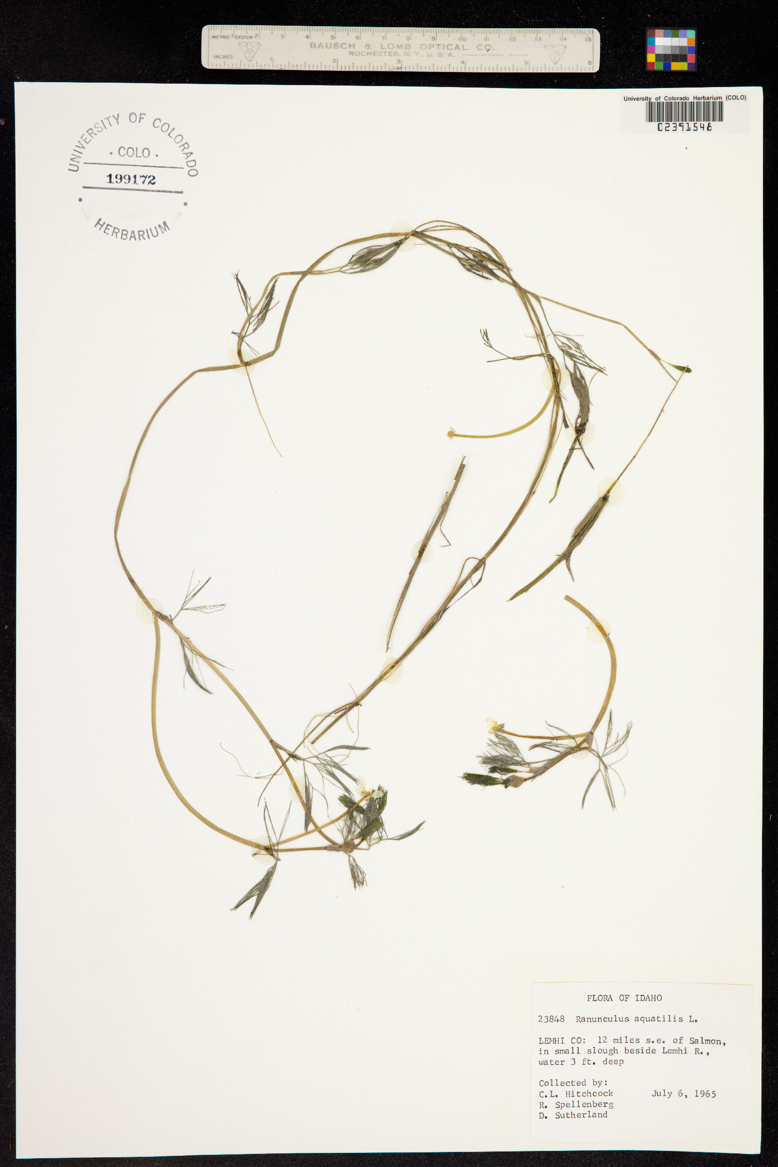 Ranunculus aquatilis image