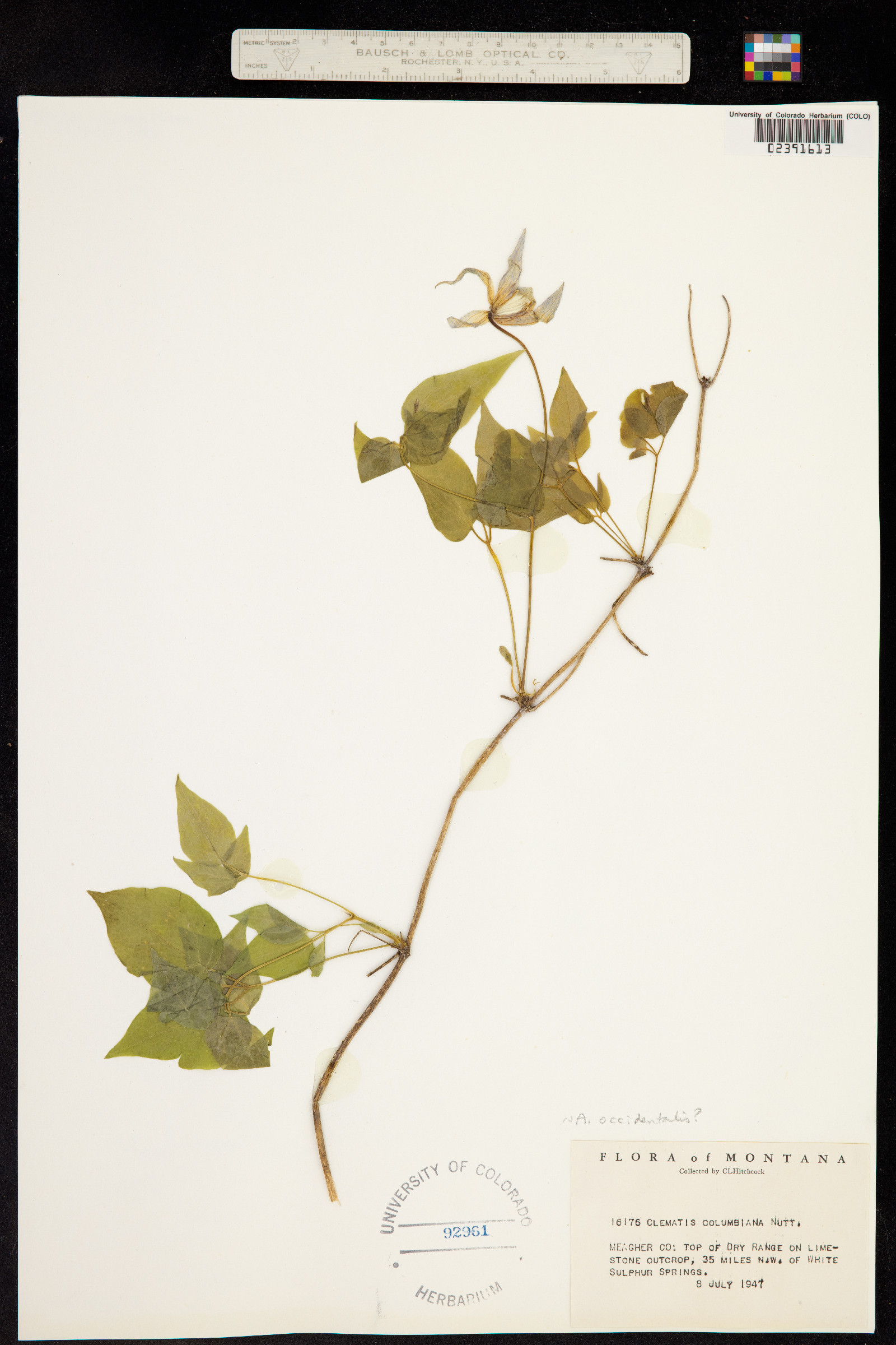 Clematis occidentalis var. occidentalis image