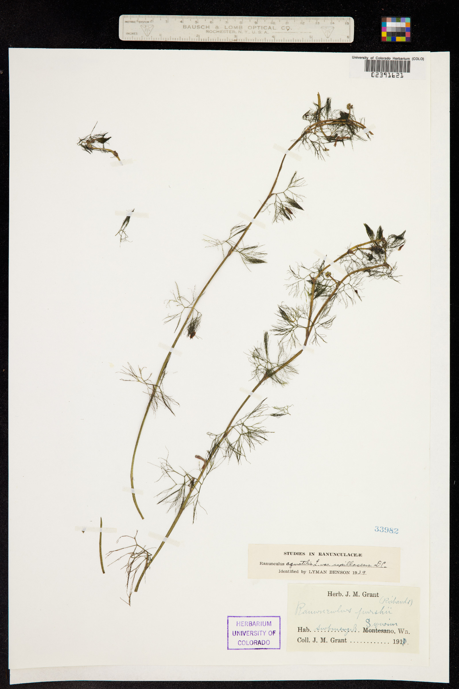 Ranunculus aquatilis var. aquatilis image