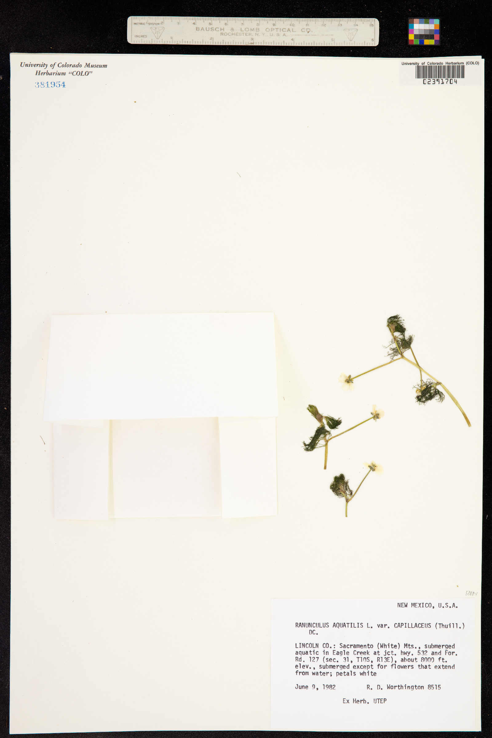 Ranunculus aquatilis image