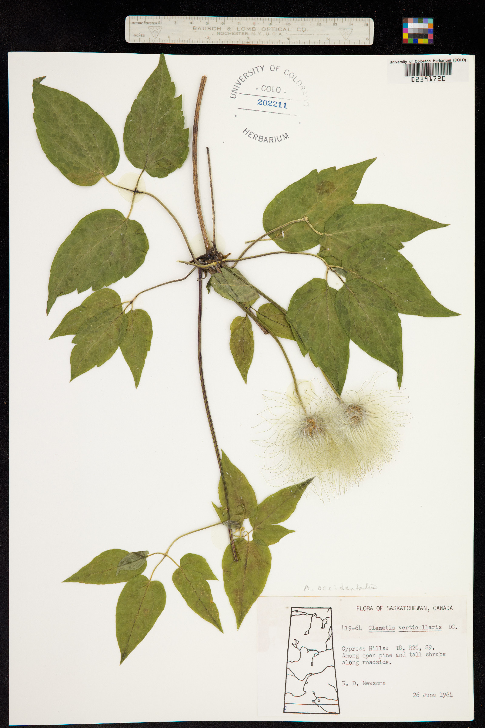 Atragene image