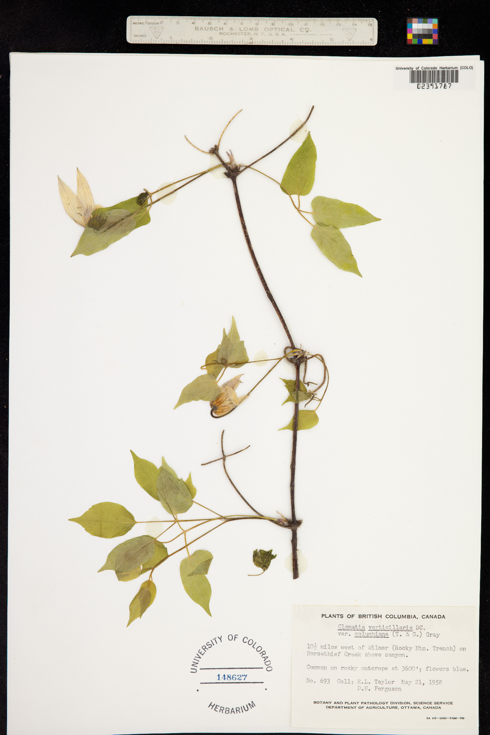 Clematis occidentalis var. occidentalis image