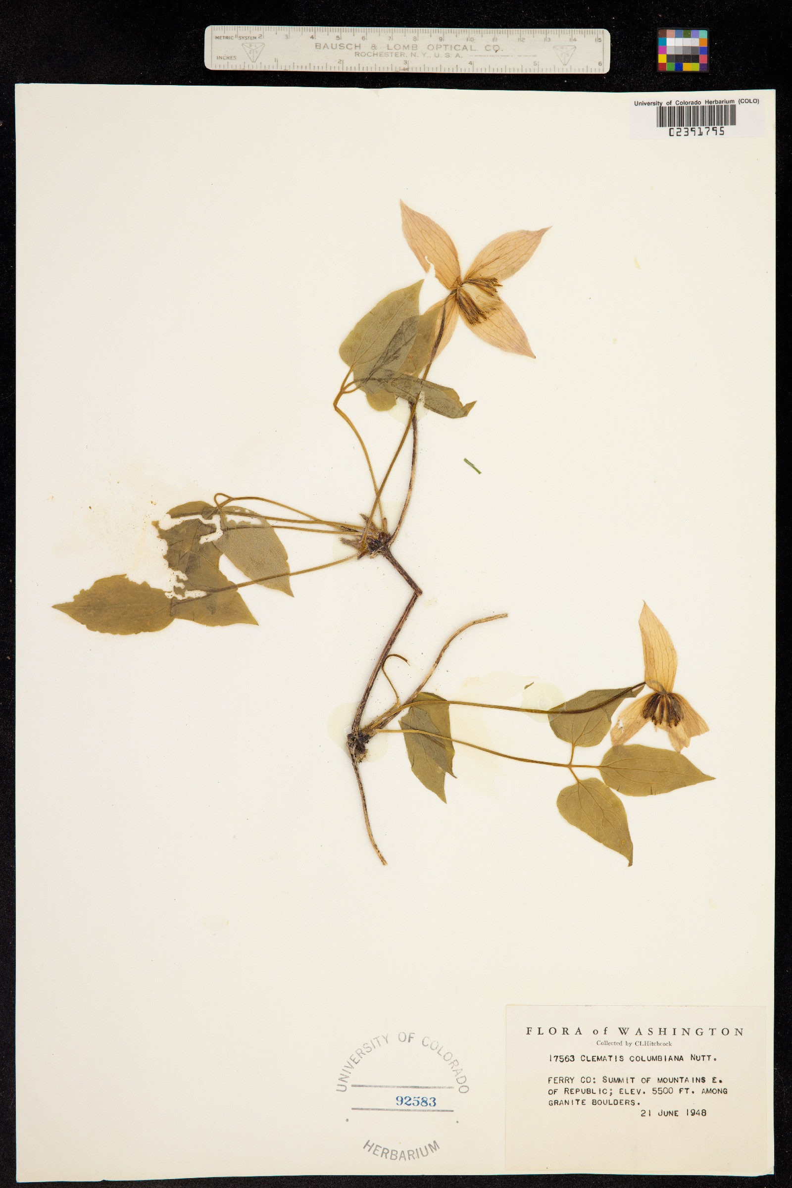 Clematis occidentalis image