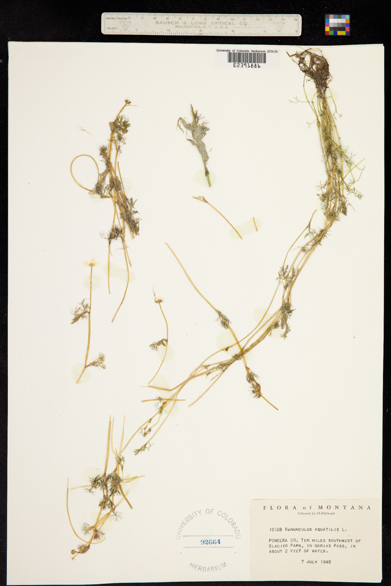 Ranunculus aquatilis var. aquatilis image