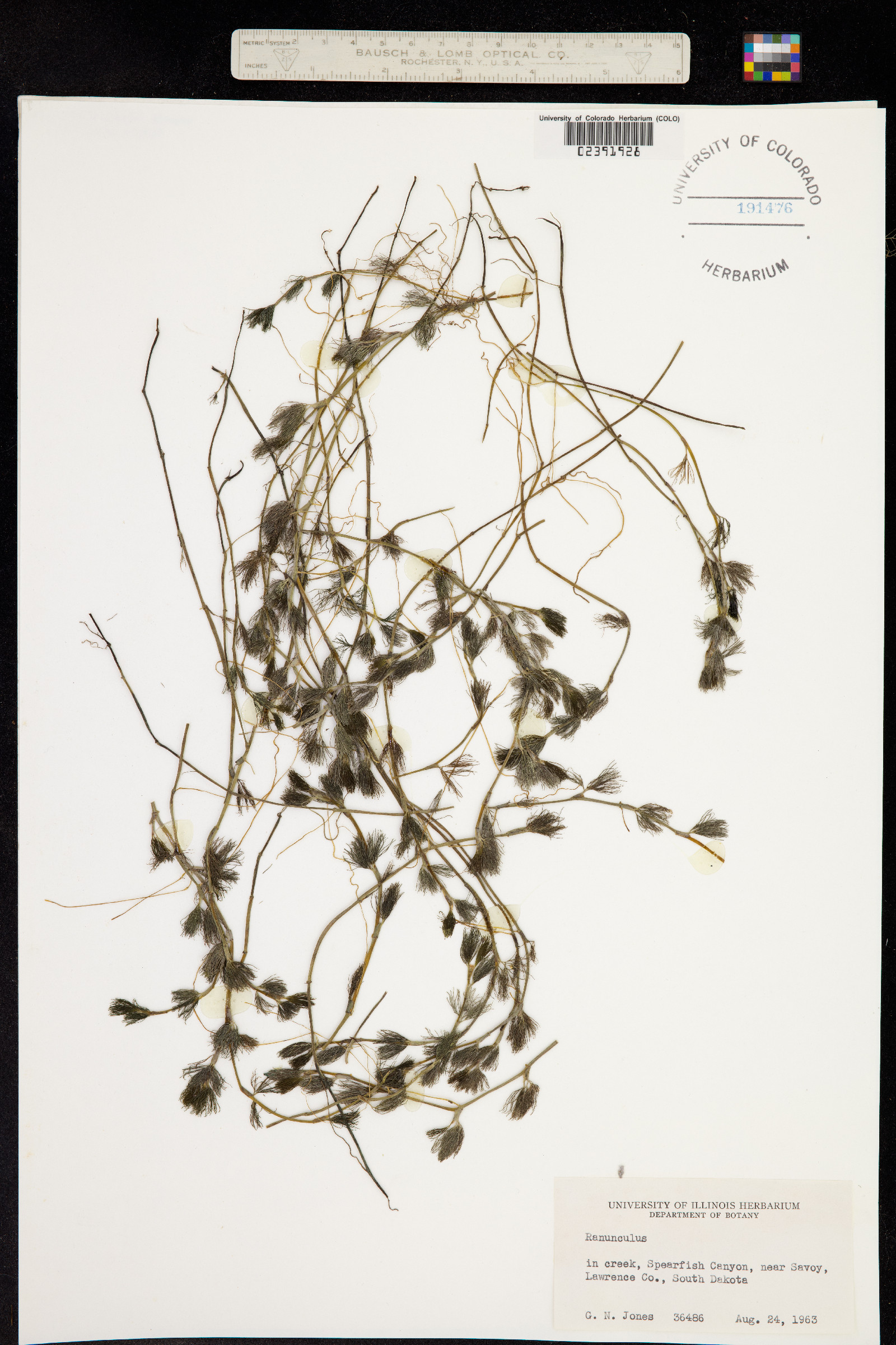 Ranunculus aquatilis var. aquatilis image