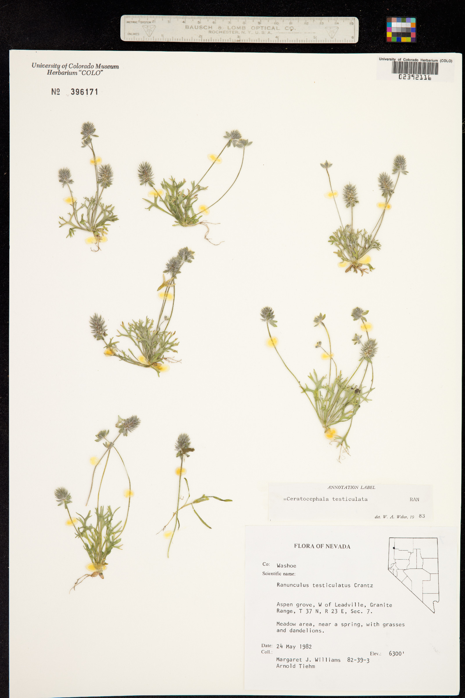 Ranunculus testiculatus image