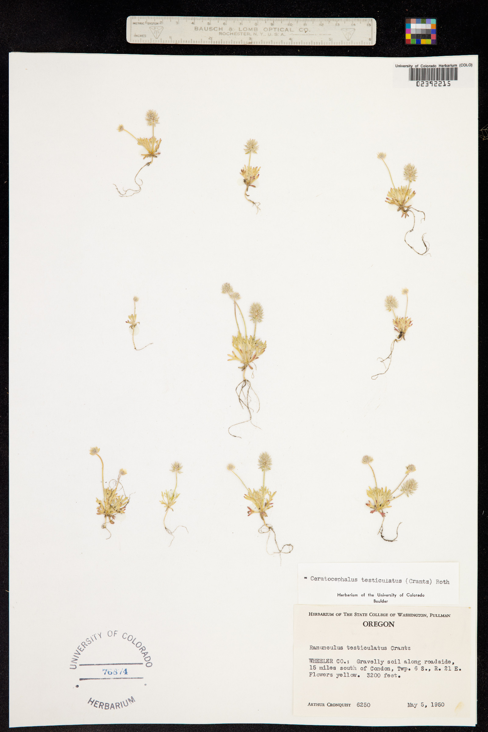 Ranunculus testiculatus image