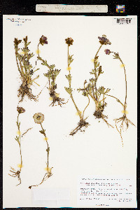 Ranunculus glacialis var. glacialis image