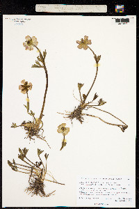Ranunculus glacialis var. glacialis image