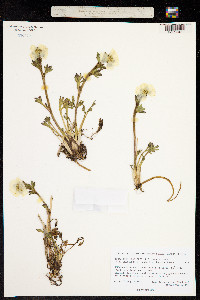Ranunculus glacialis image