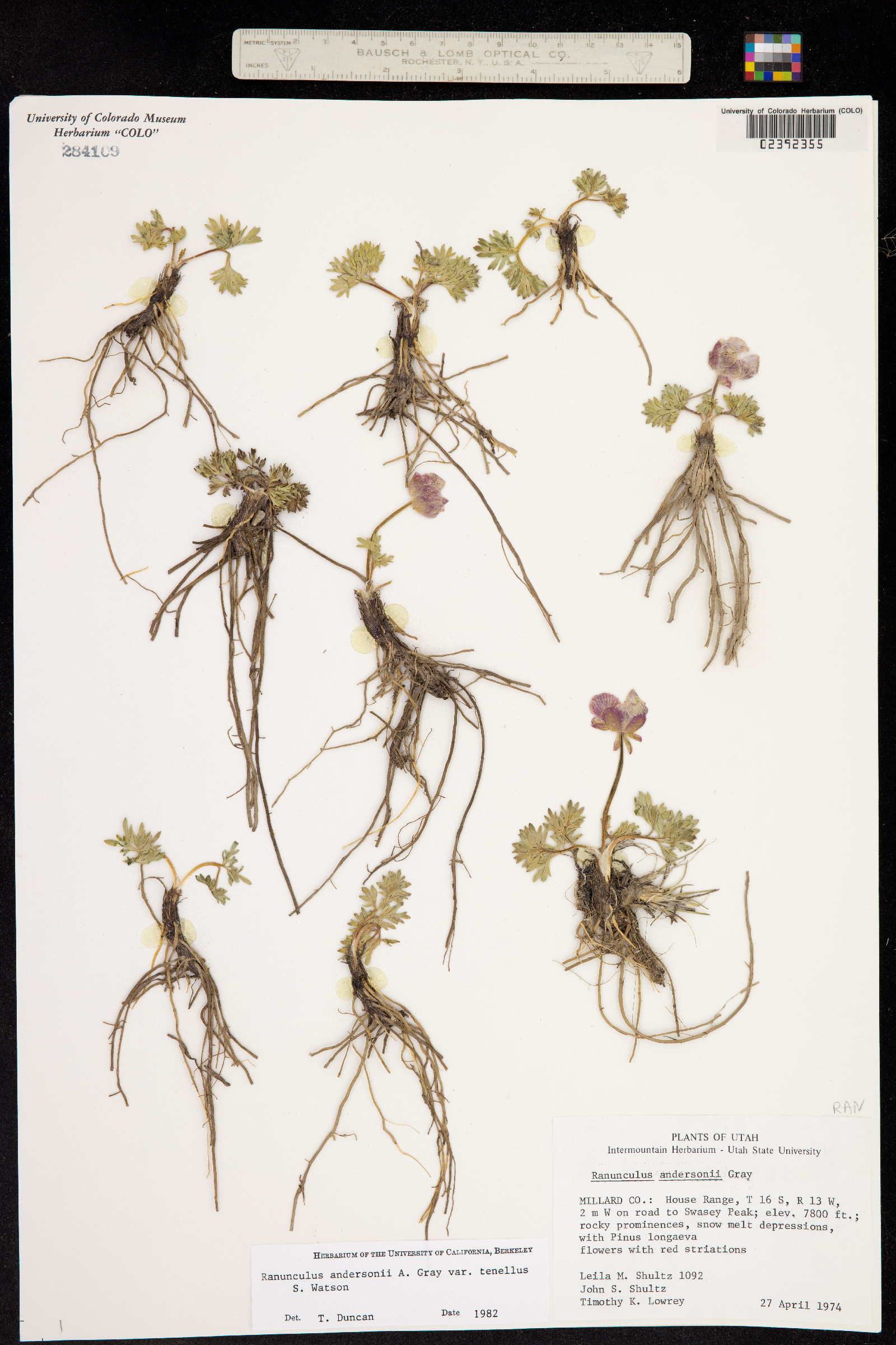 Ranunculus andersonii image