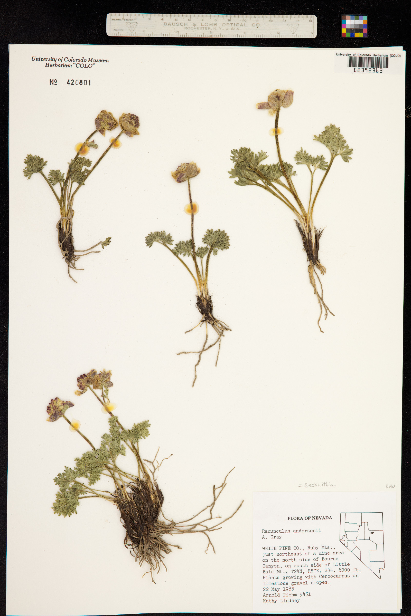 Ranunculus andersonii image