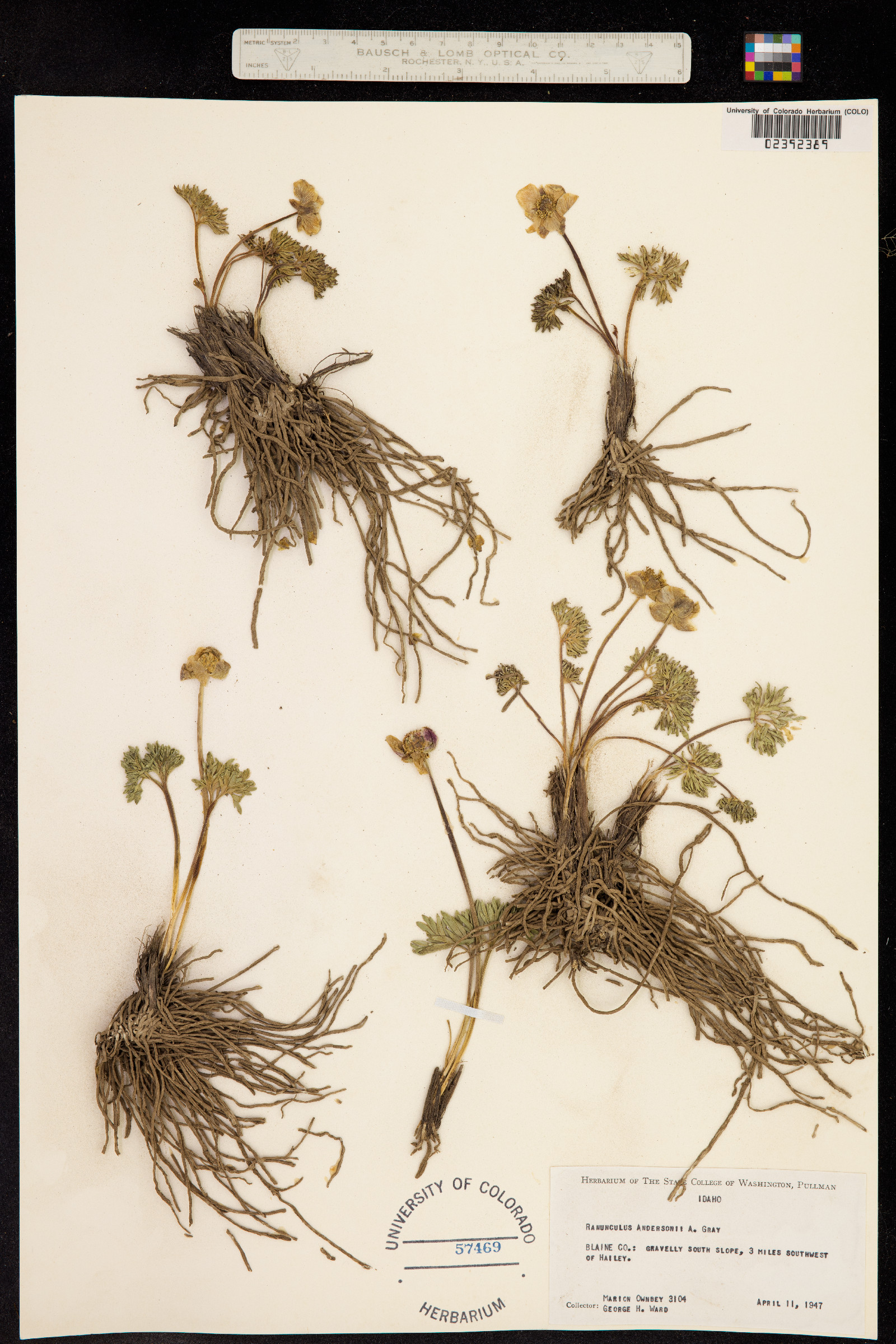 Ranunculus andersonii image