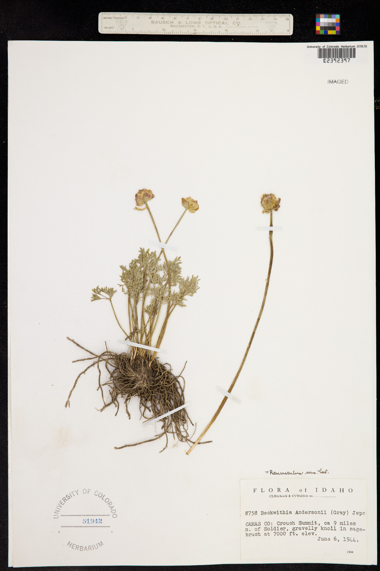 Ranunculus andersonii image