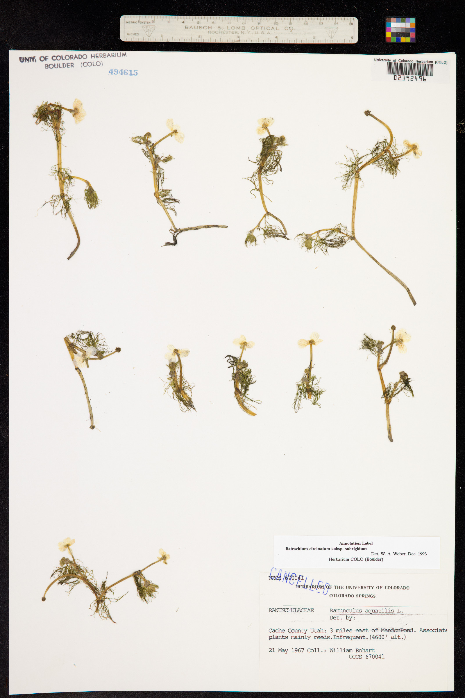 Ranunculus aquatilis var. aquatilis image