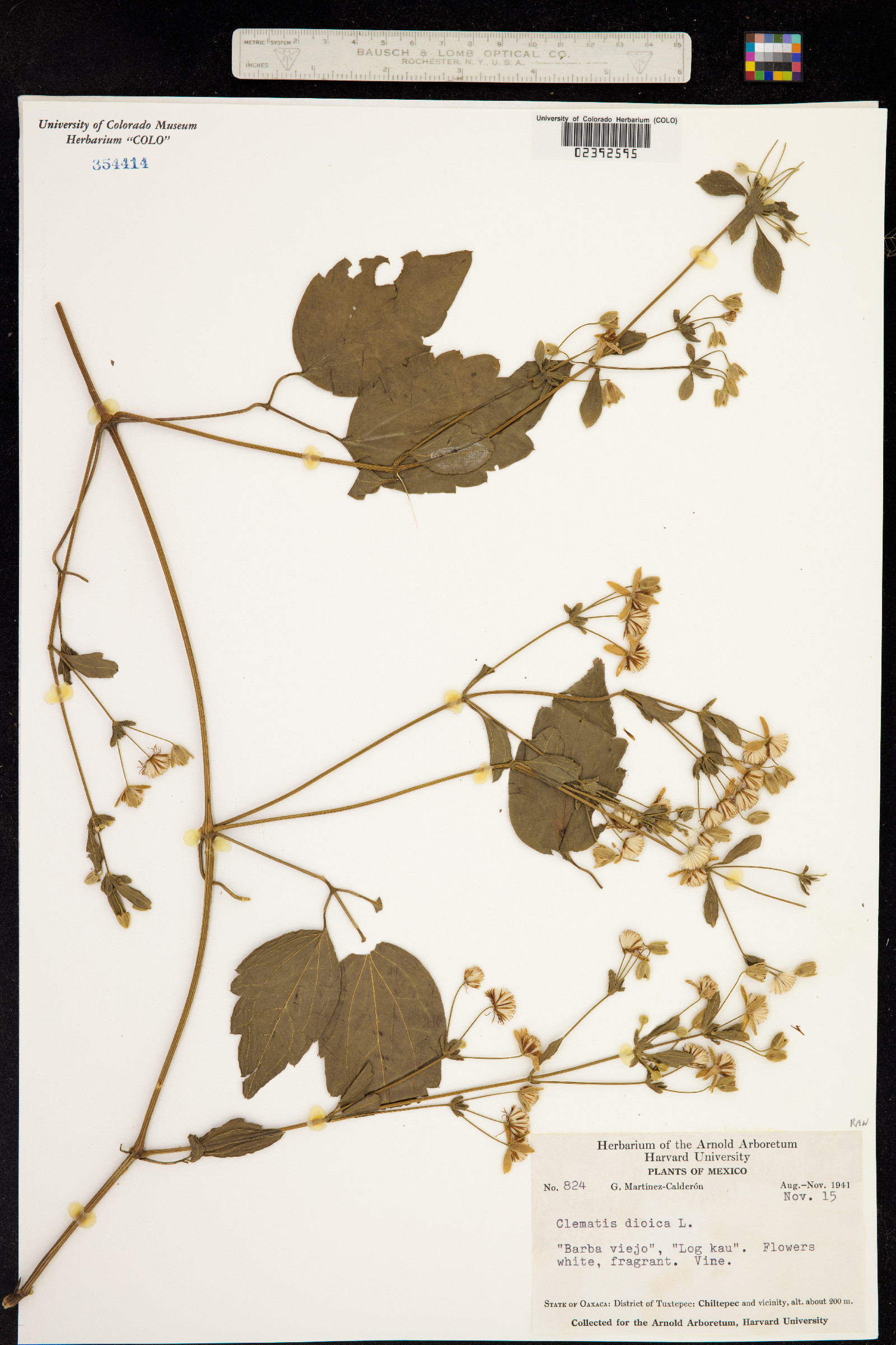 Clematis dioica image